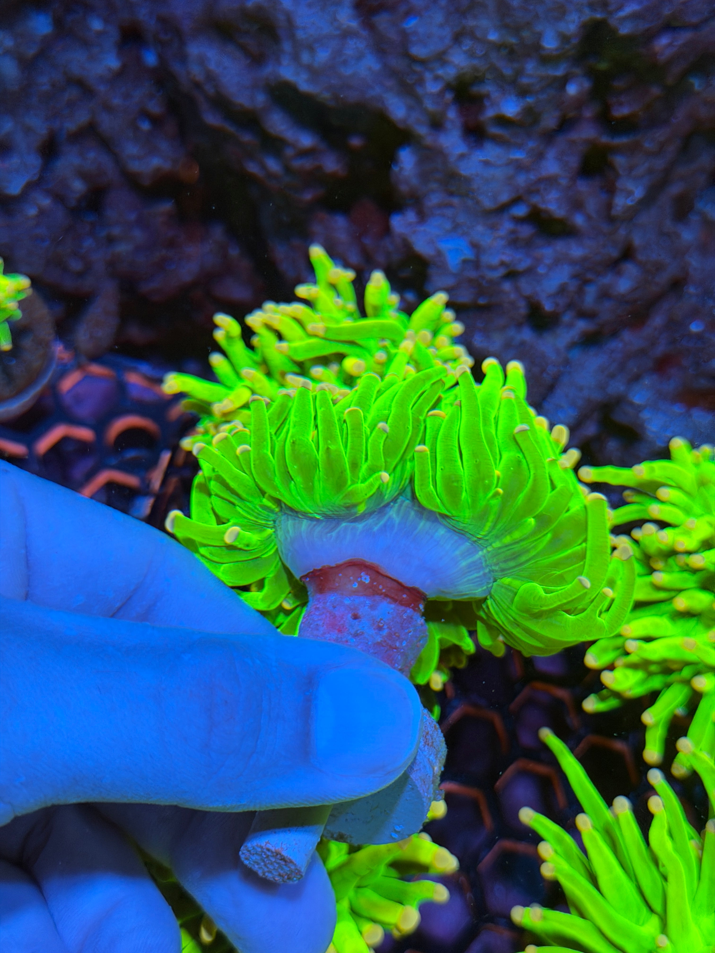 JEA Care Bears Holy Grail Torch Coral 1 XXL Heads Splitting 2/24