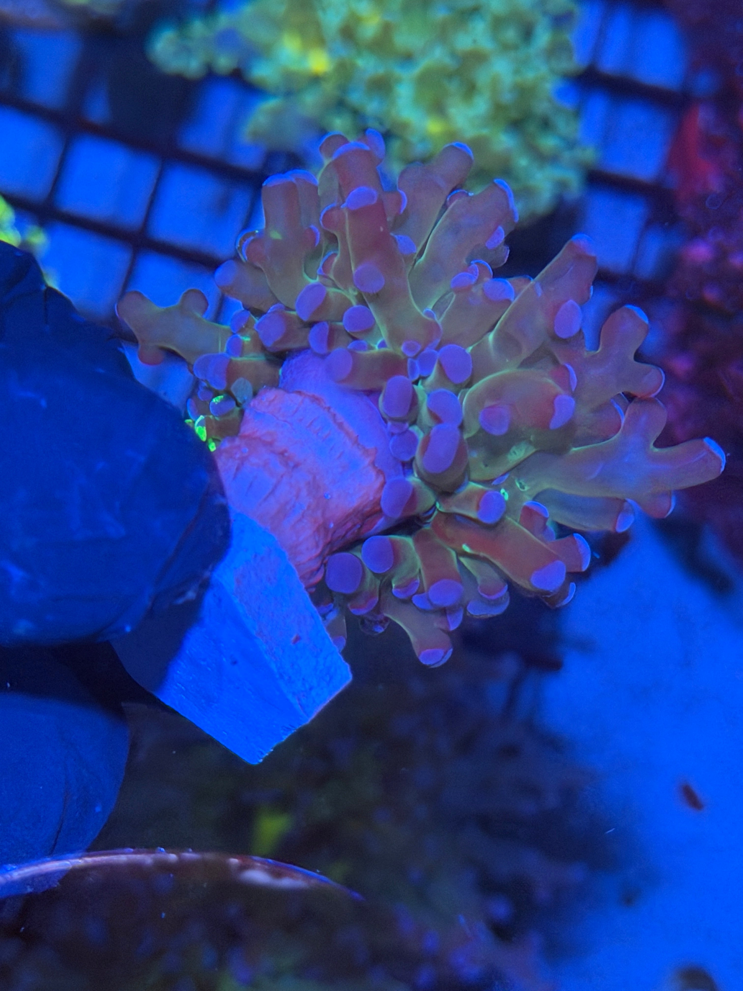Grafted Frogspawn Coral 1 XL Head 11/28