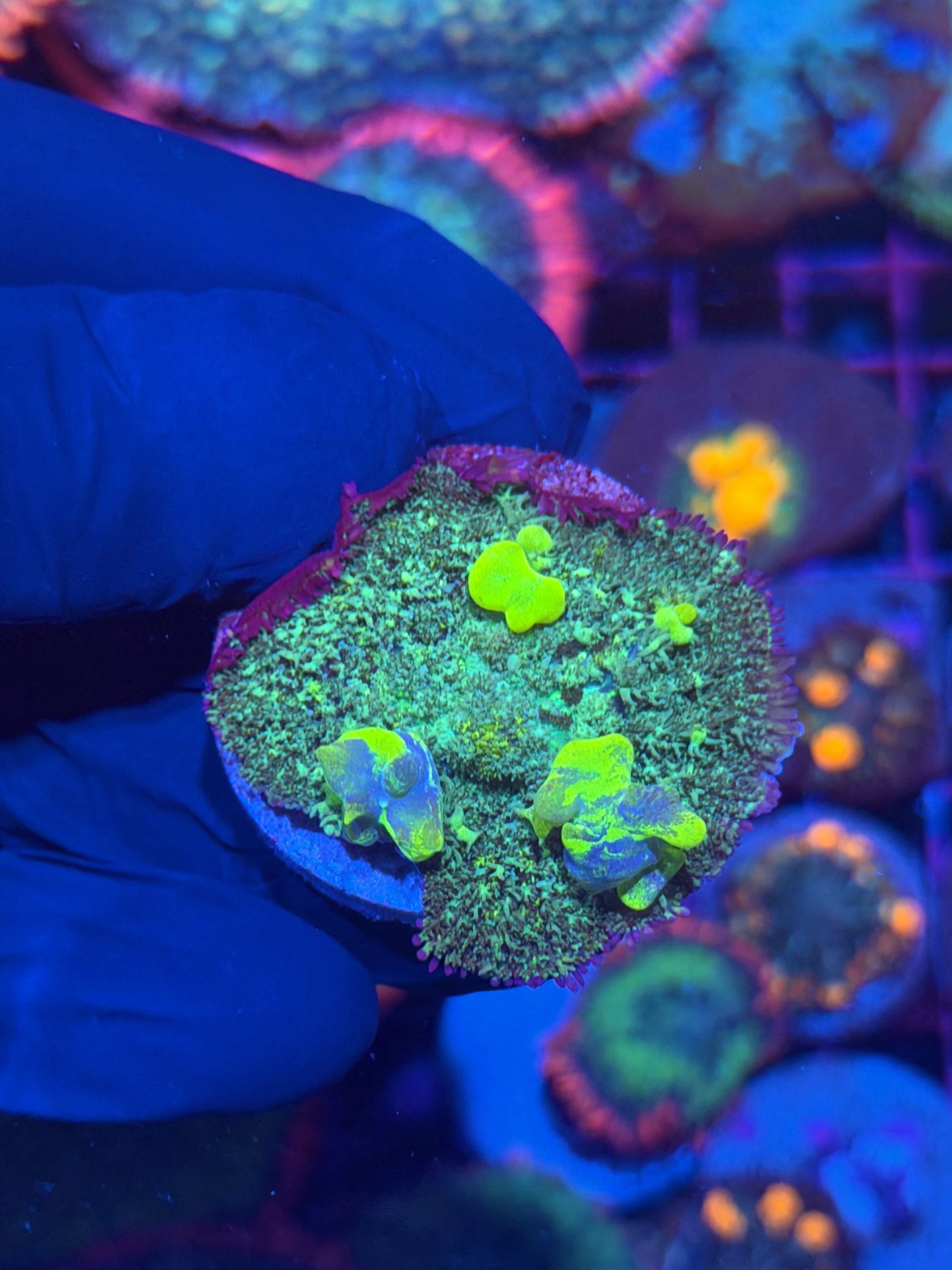 JEA Radioactive Bounce Mushroom Coral XL 12/1