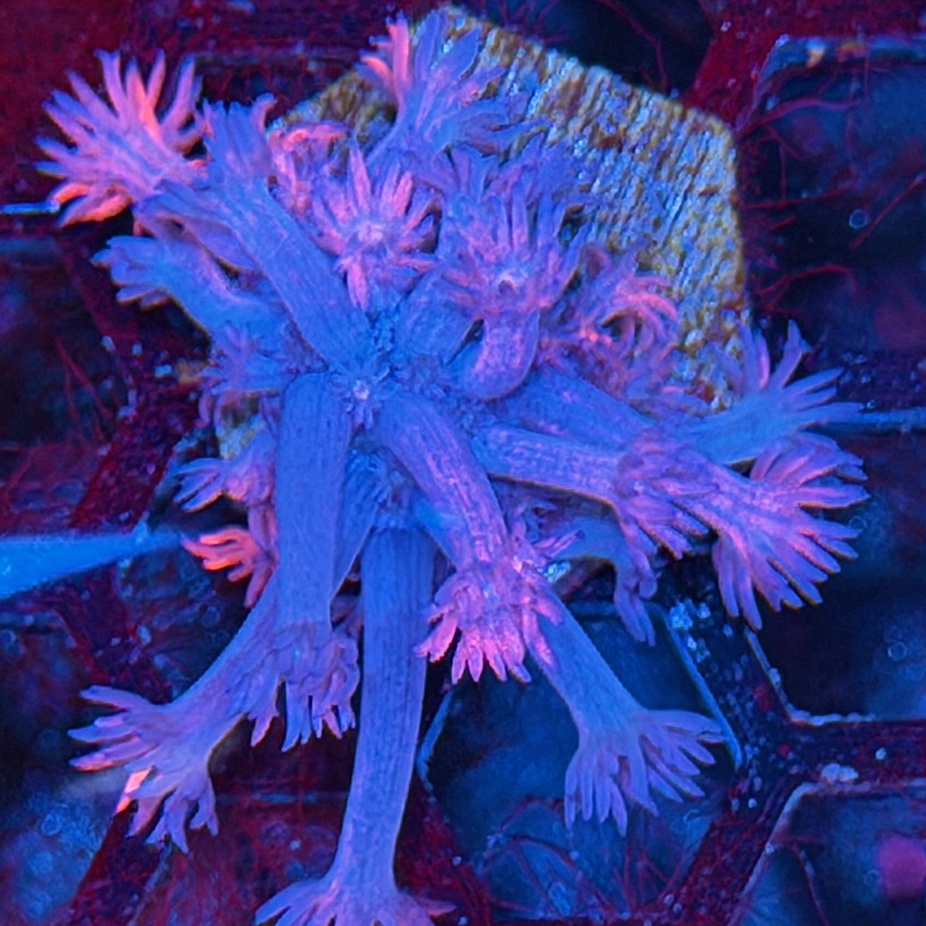 JEA Fire Starter Goniopora Coral 8/29