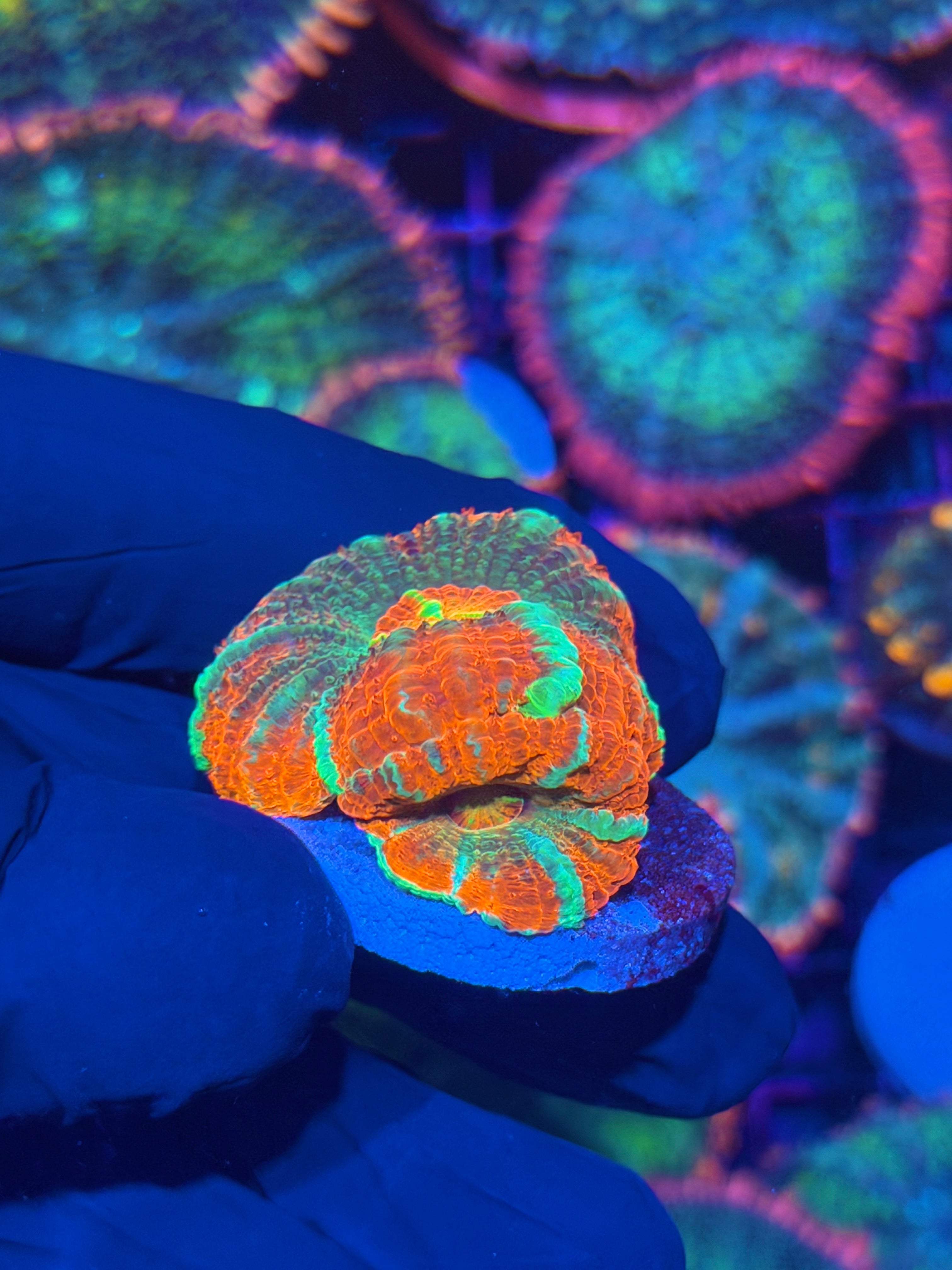 JEA Rocket Pop Asian Acans Coral 2 XL Heads *Last Frag* 12/1