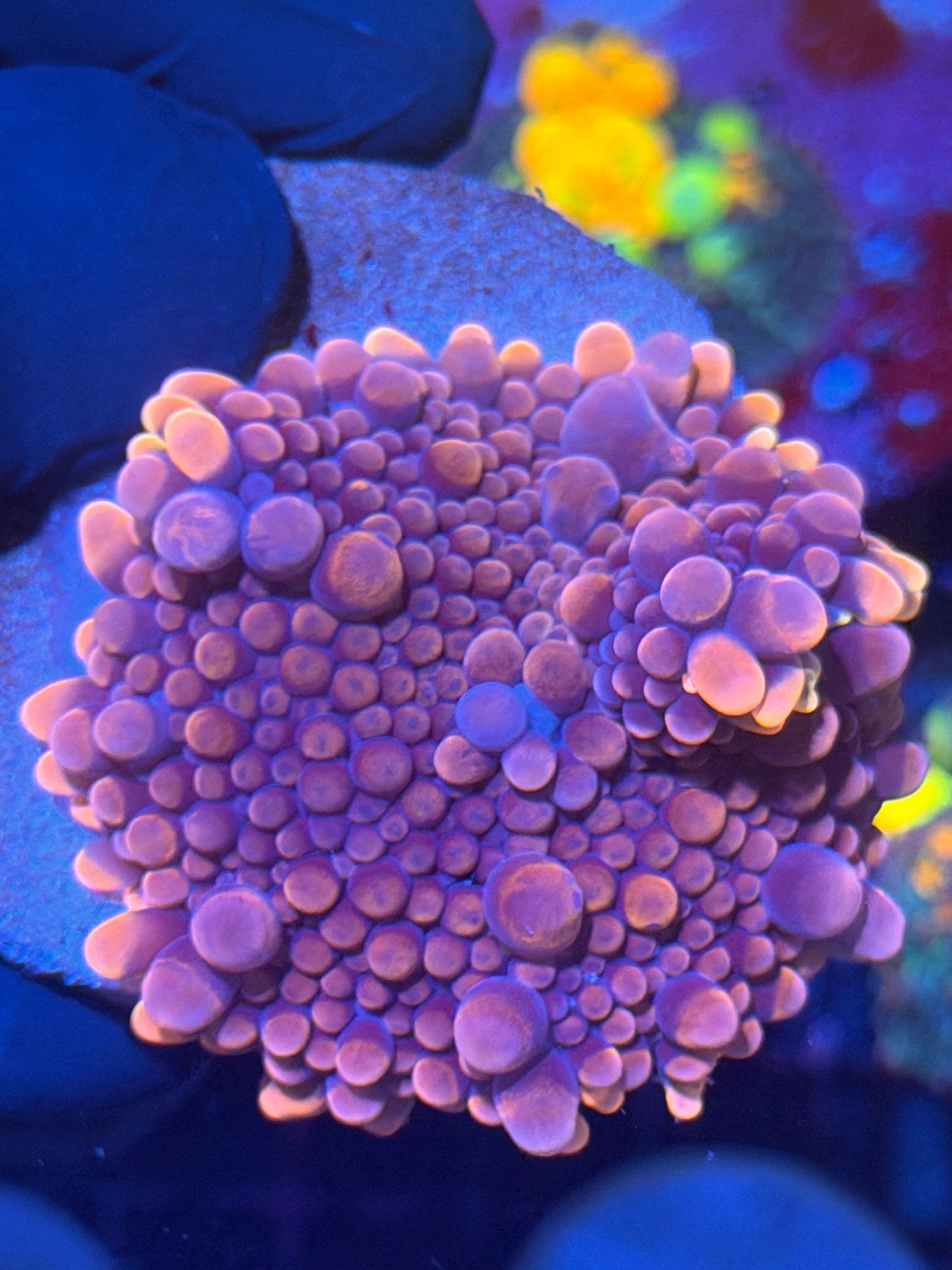 JEA Double Bubble Gumball Yuma Mushroom Coral XXL 2.5”+ 12/1