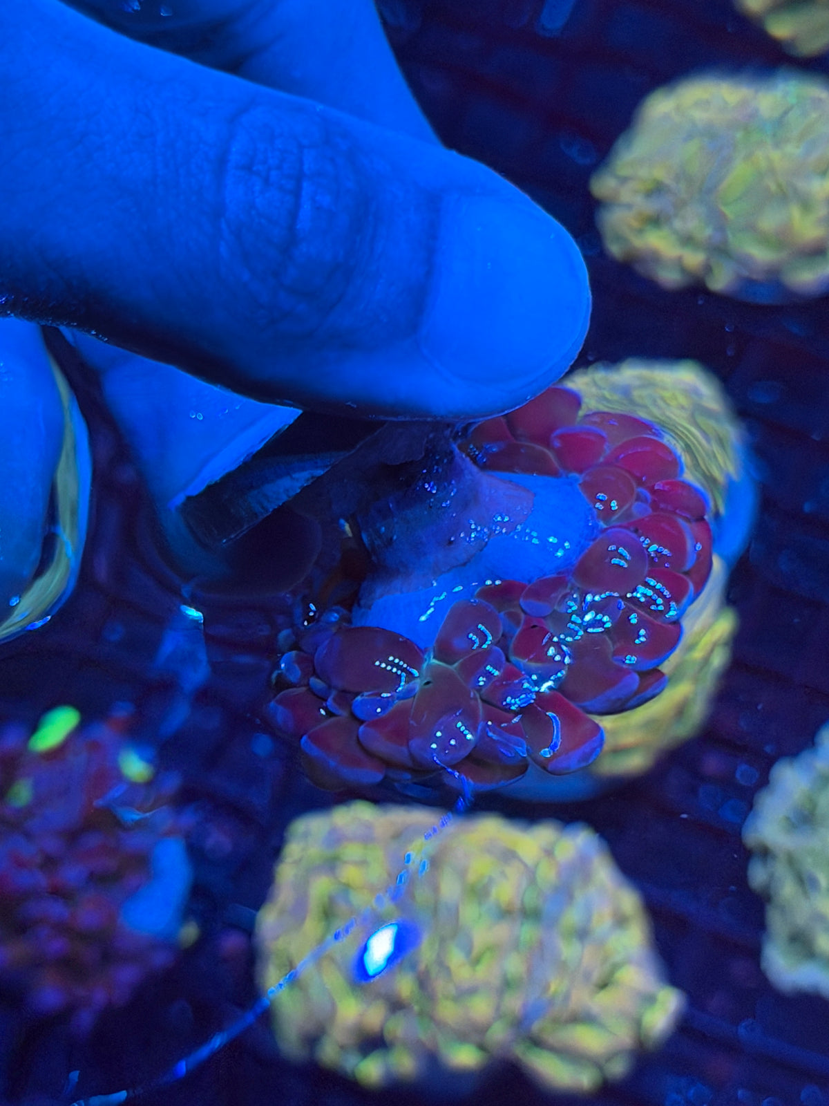 JEA Goldmember Hammer Coral 2 Heads XXL 9/22
