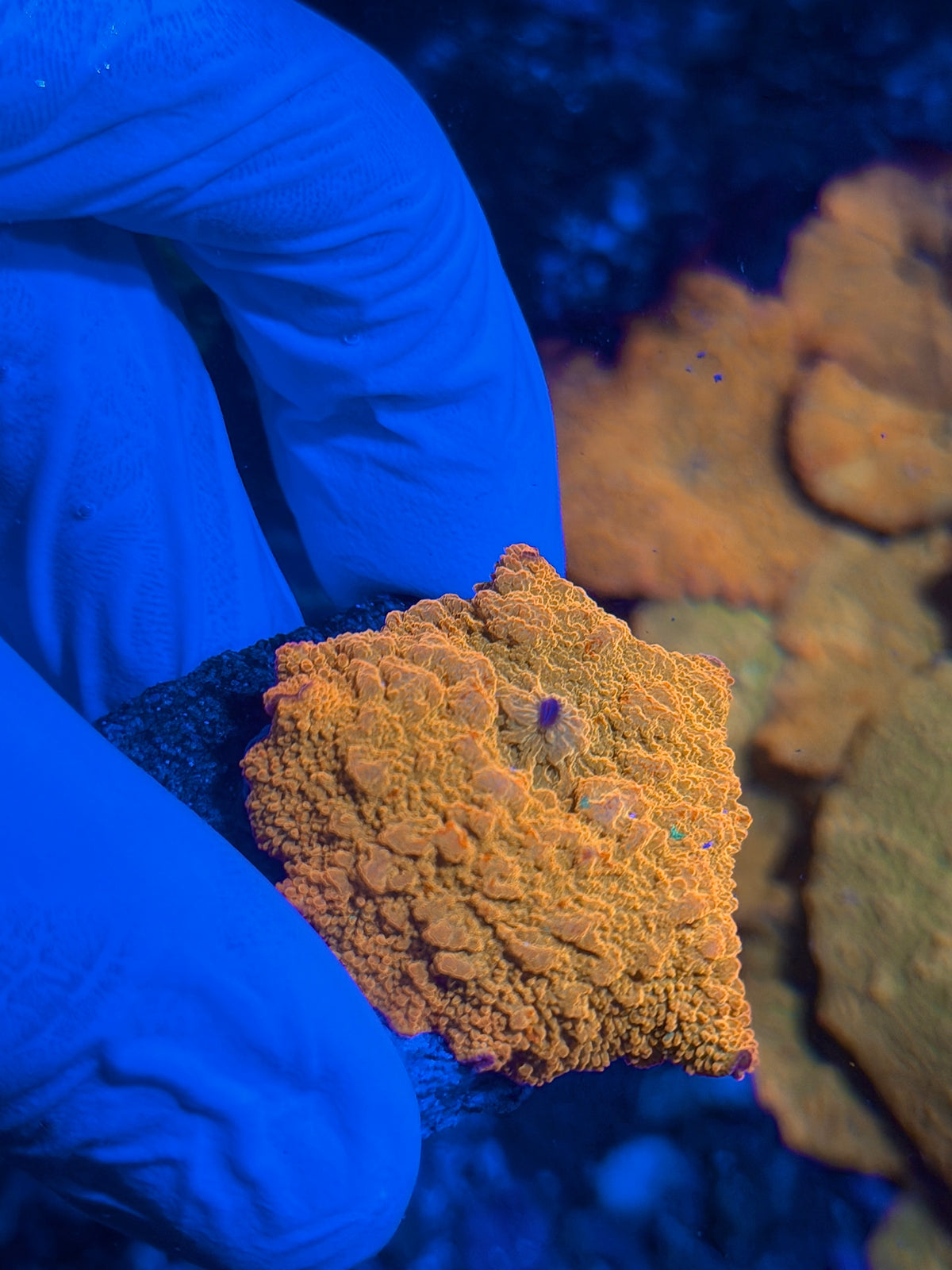 JEA Bouncing Jawbreaker Mushroom Coral Red / Green 10/25