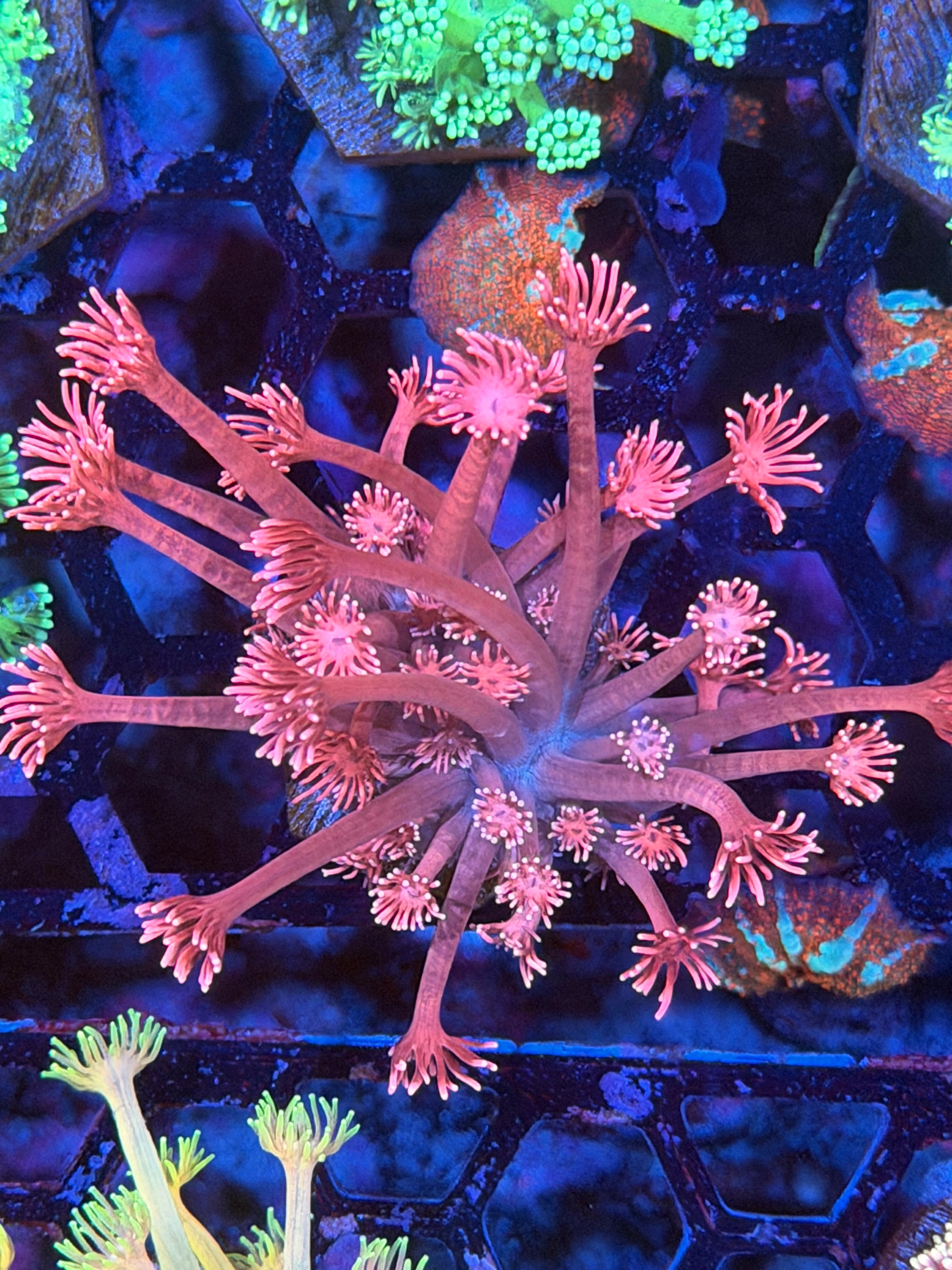 JEA Sakura Goniopora Coral XL Frag 12/1