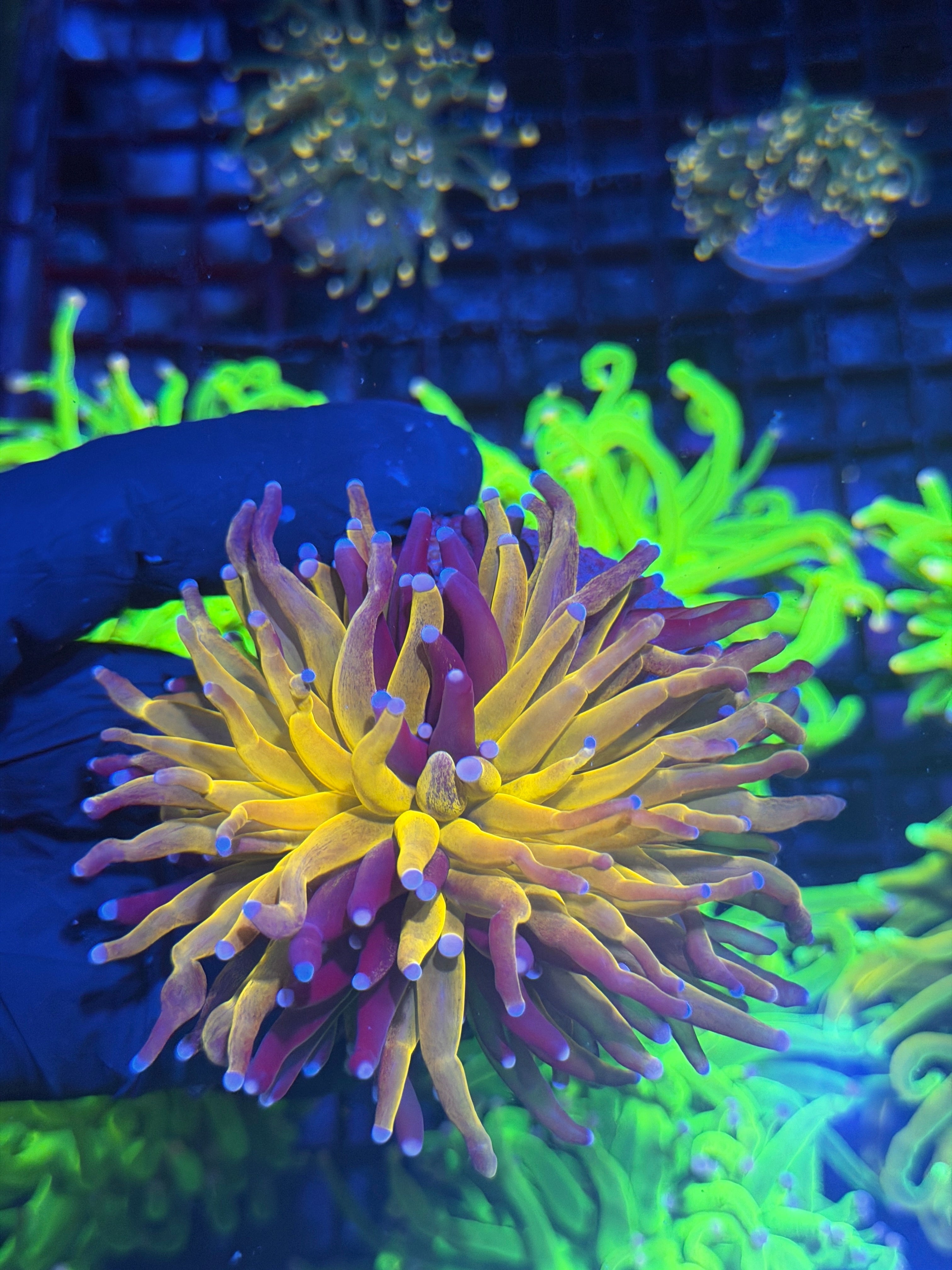 JEA Grafted Orange Tiger Torch Coral 1 XL Head