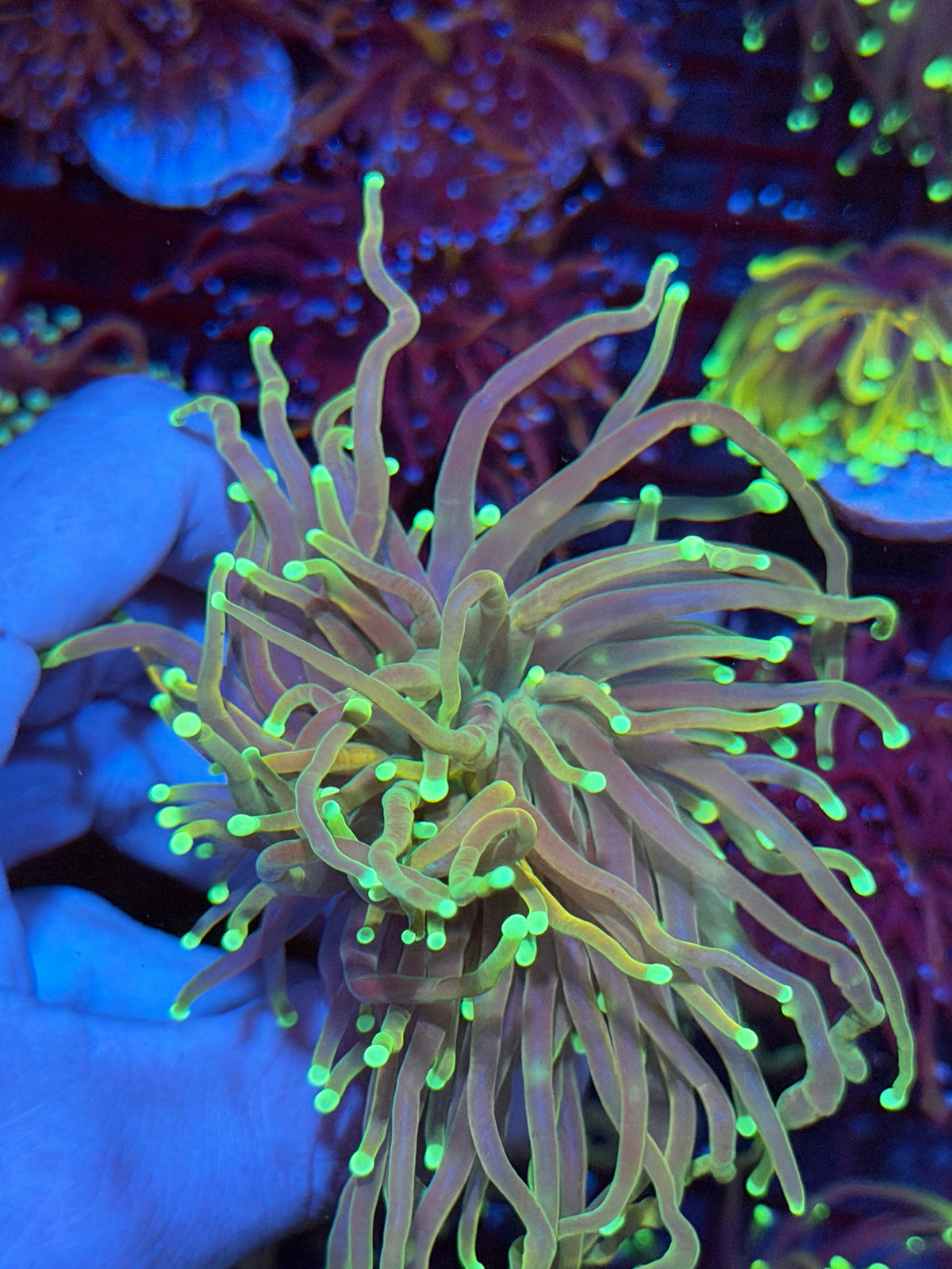 JEA 21 Tails Torch Coral 1 Xxl Head Splitting 9/22