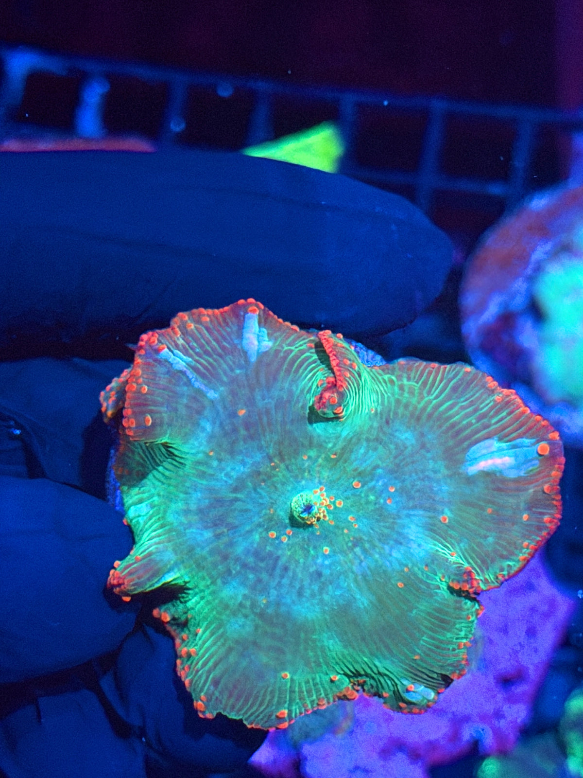 JEA Reptar Eclectus Jawbreaker Mushroom Coral XL Mama + Baby 9/28