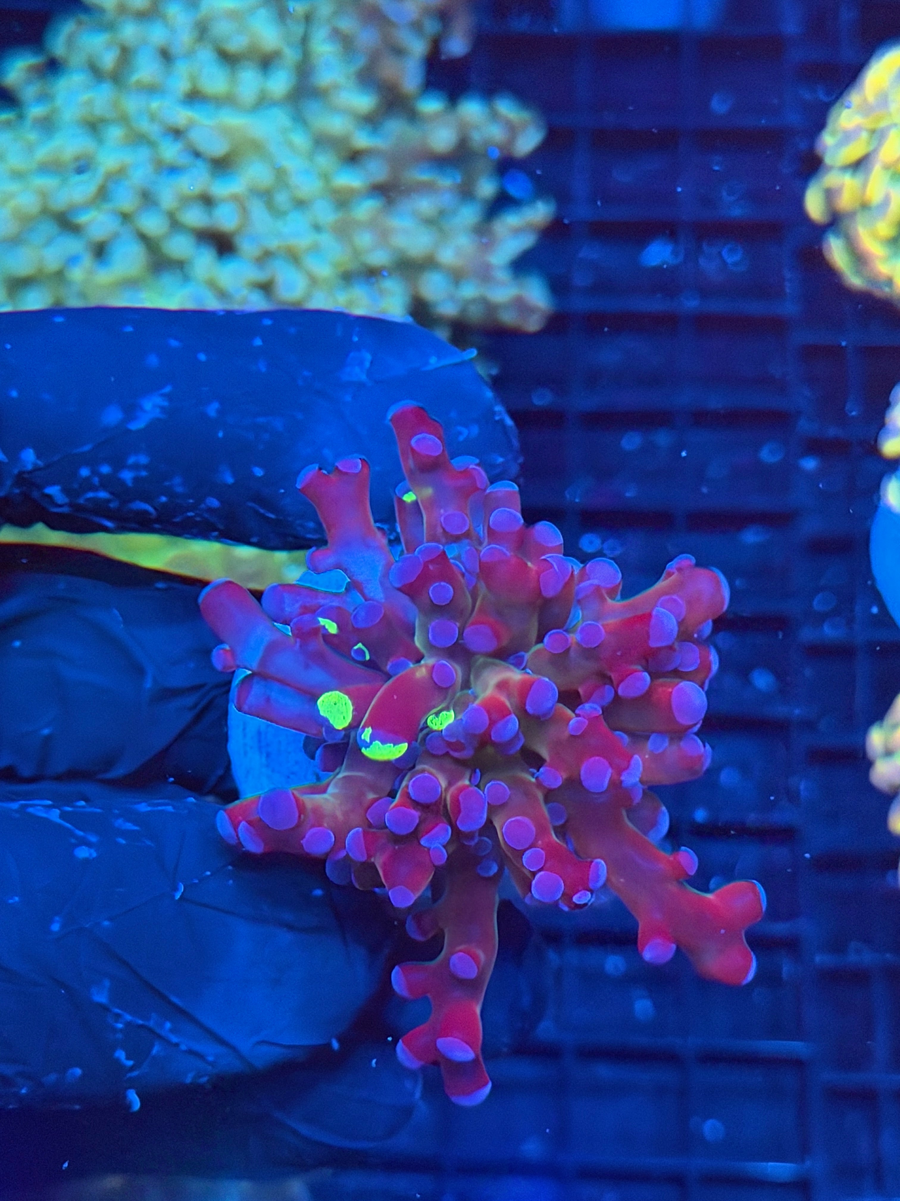 JEA Grafted Mardi Gras Frogspawn Coral 1 XL Head 9/5