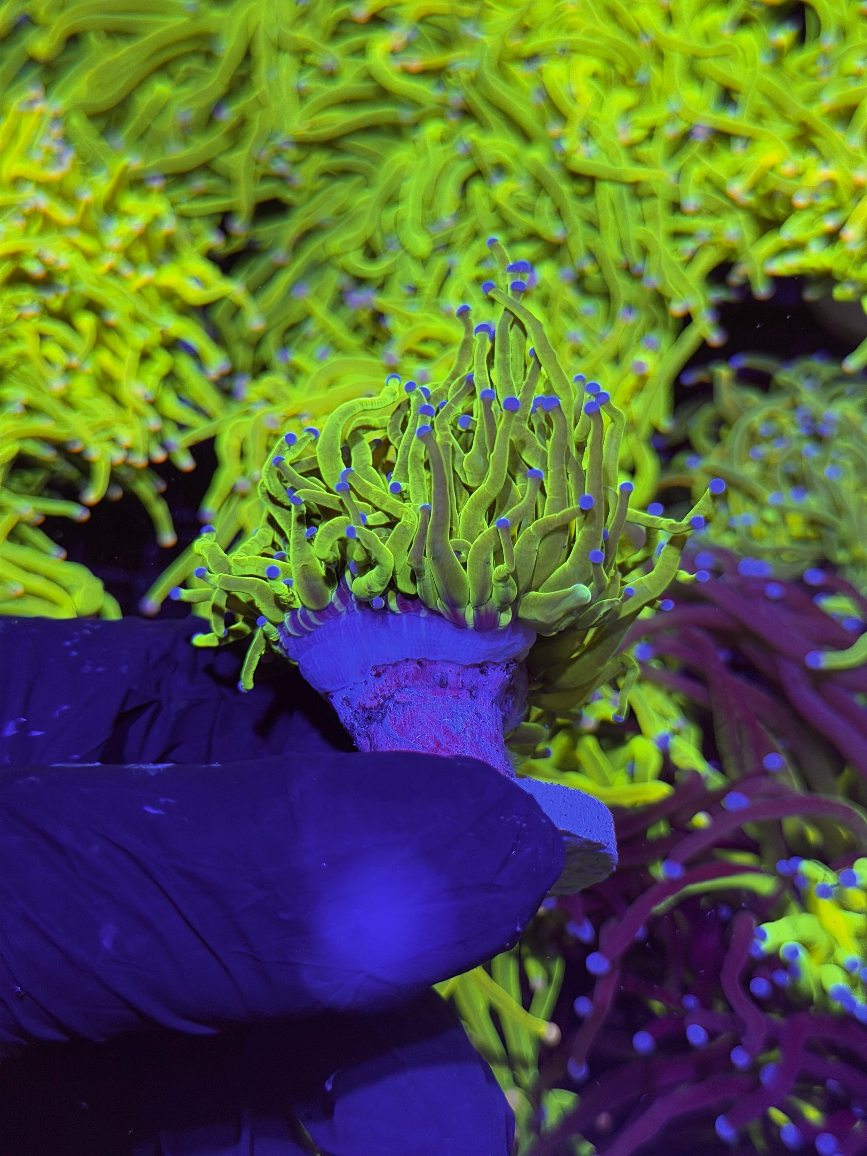 JEA 24K Holy Grail Torch Coral 1 XXL Head Splitting to 3
