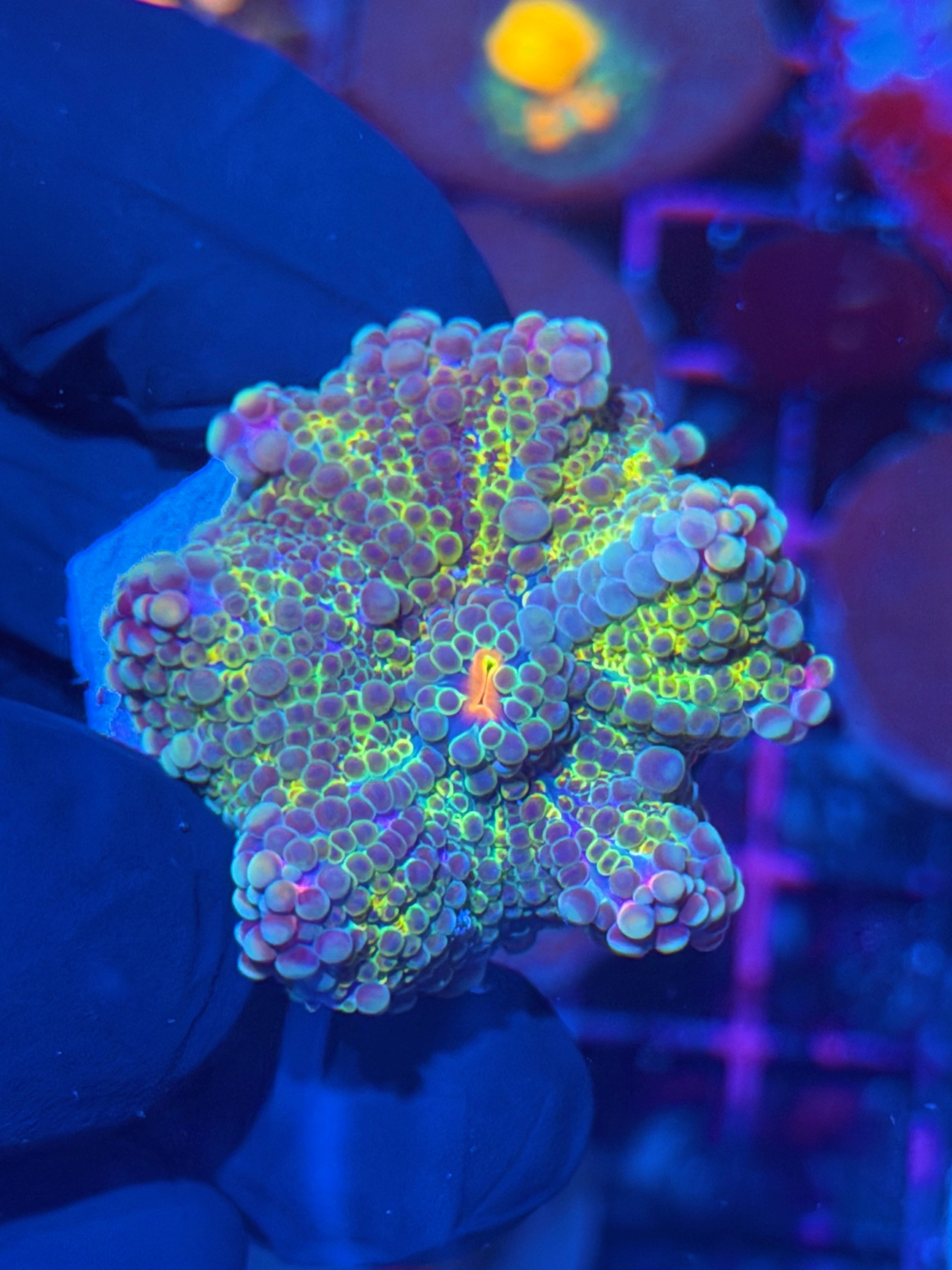 JEA Confetti Gumball Yuma Mushroom Coral XL11/28