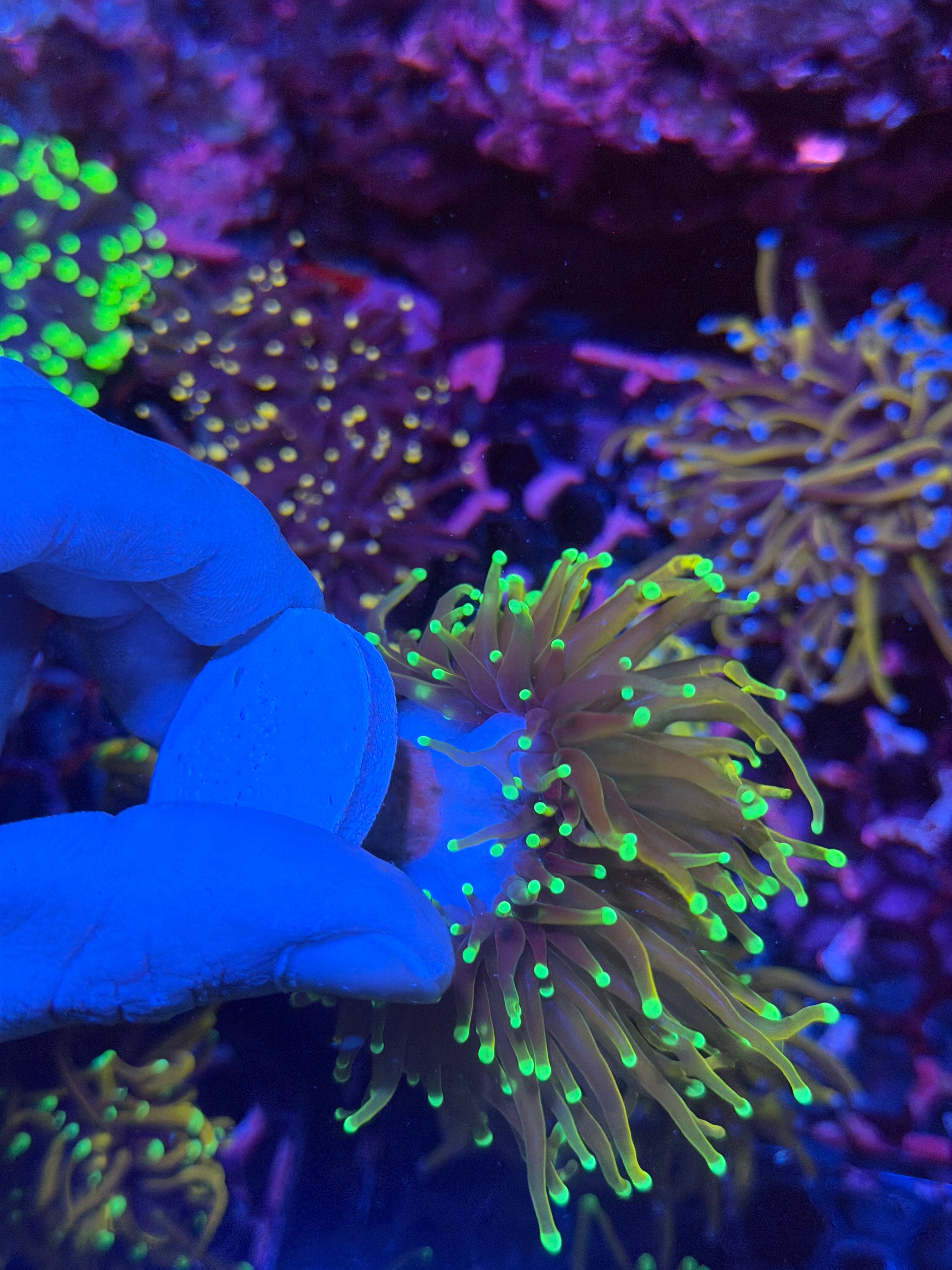 CC 21 Tails Torch Coral 3 Heads Splitting XL 12/1