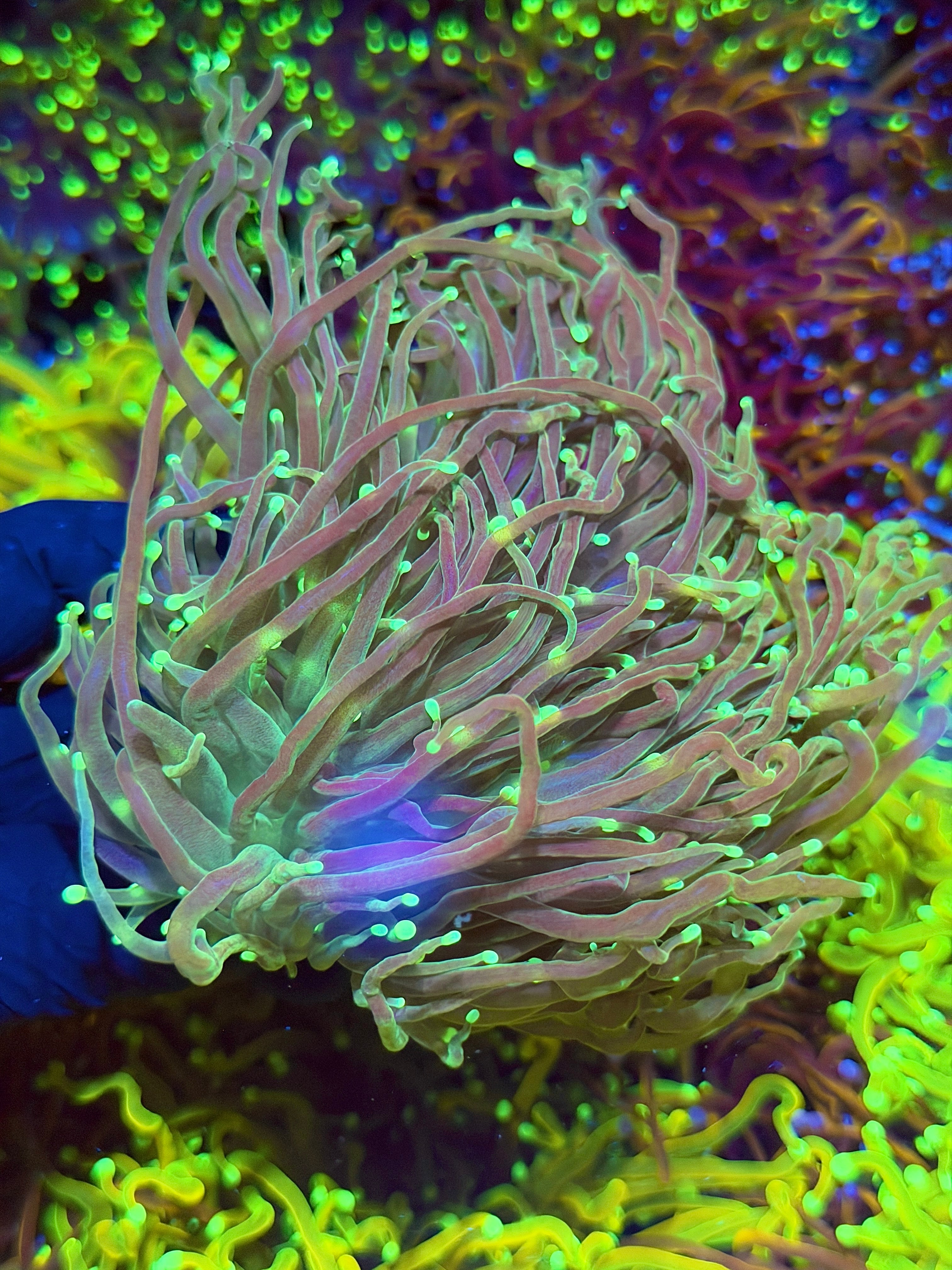 JEA Master Torch Coral 3 XXXL Heads Splitting Show Piece *New Release* 7/10