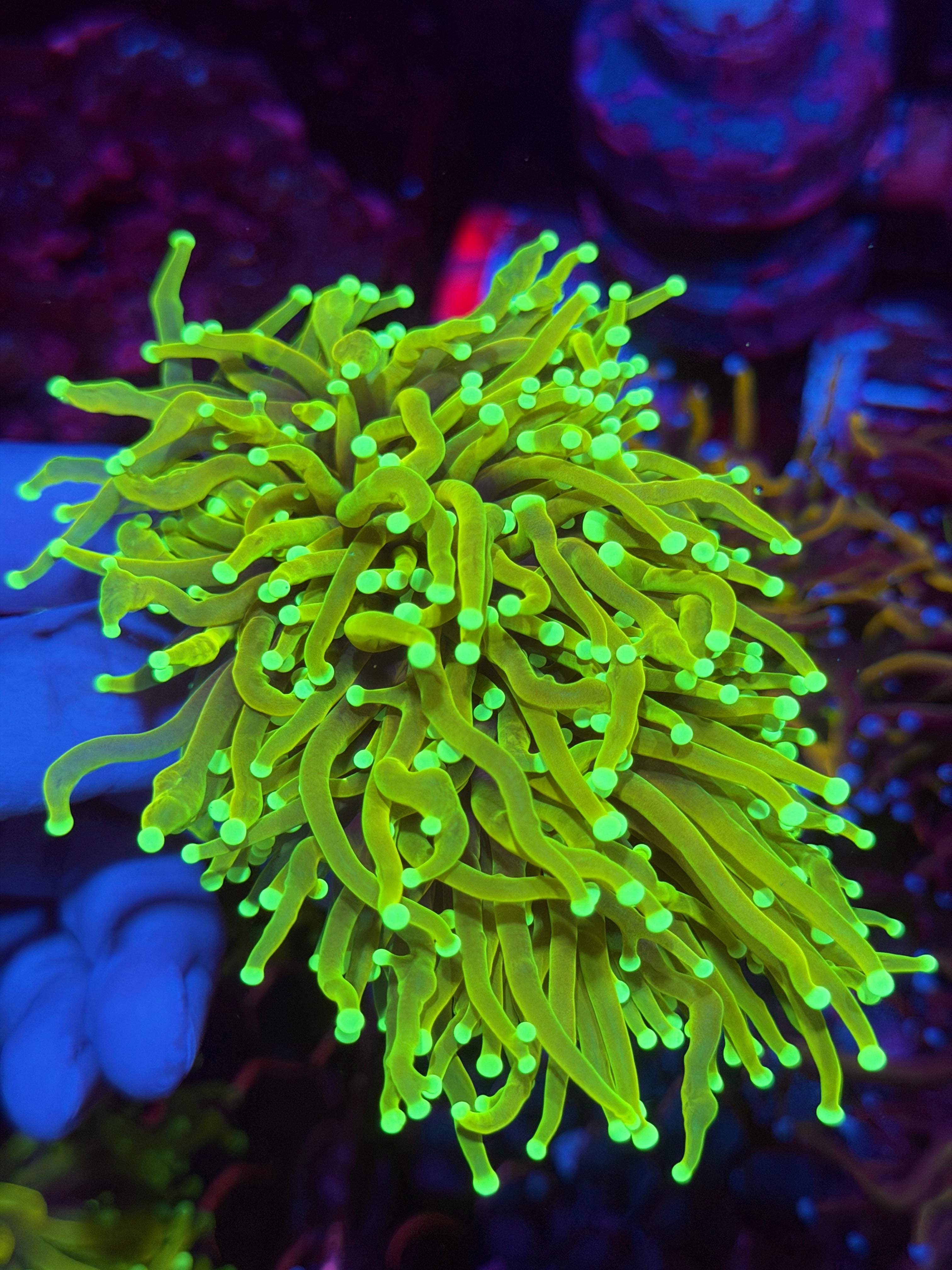 JEA Hell Fire Torch Coral 3 Heads Splitting XXL 11/28