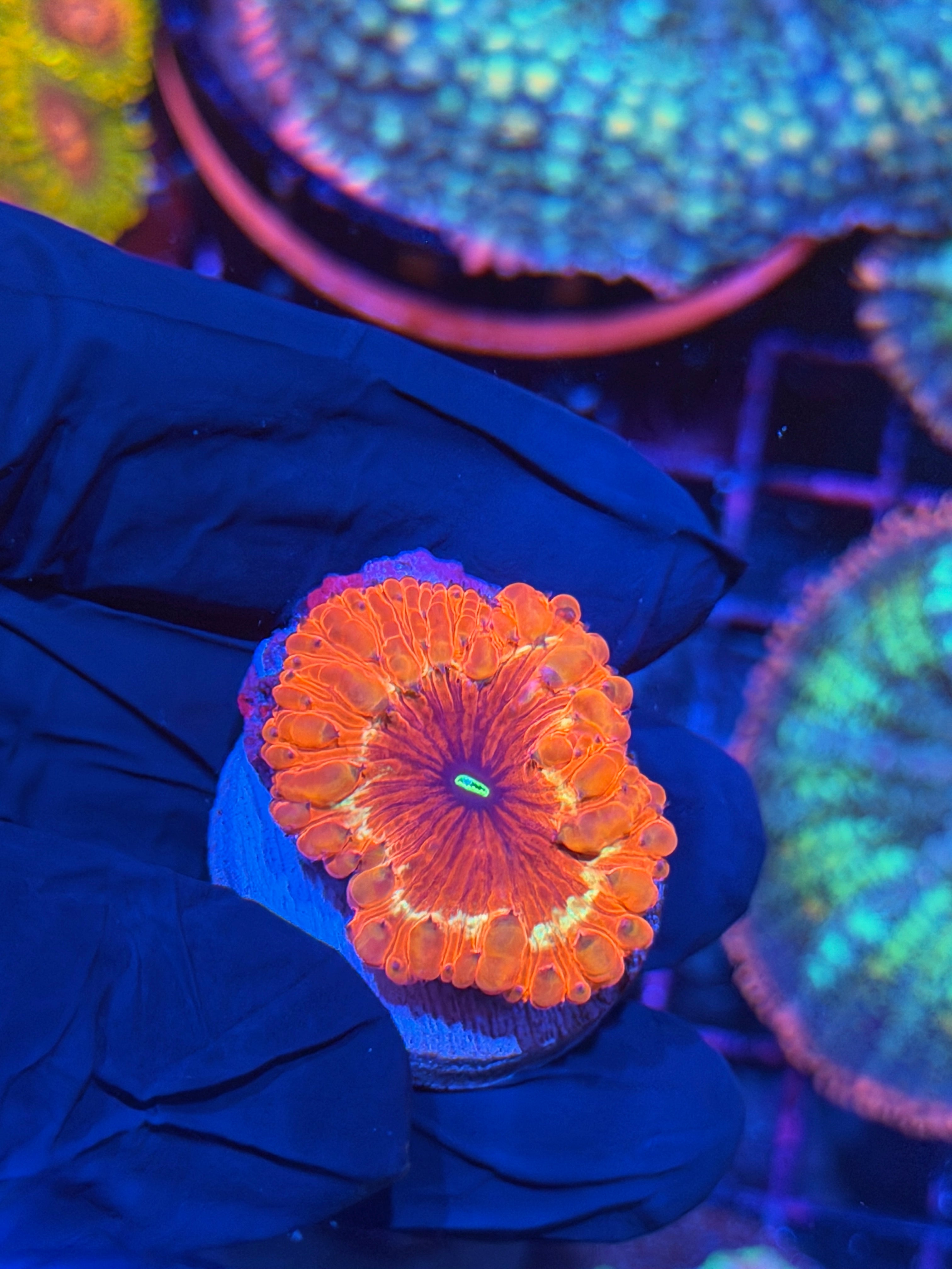 JEA Time Traveler Blastomussa Coral XL 12/1