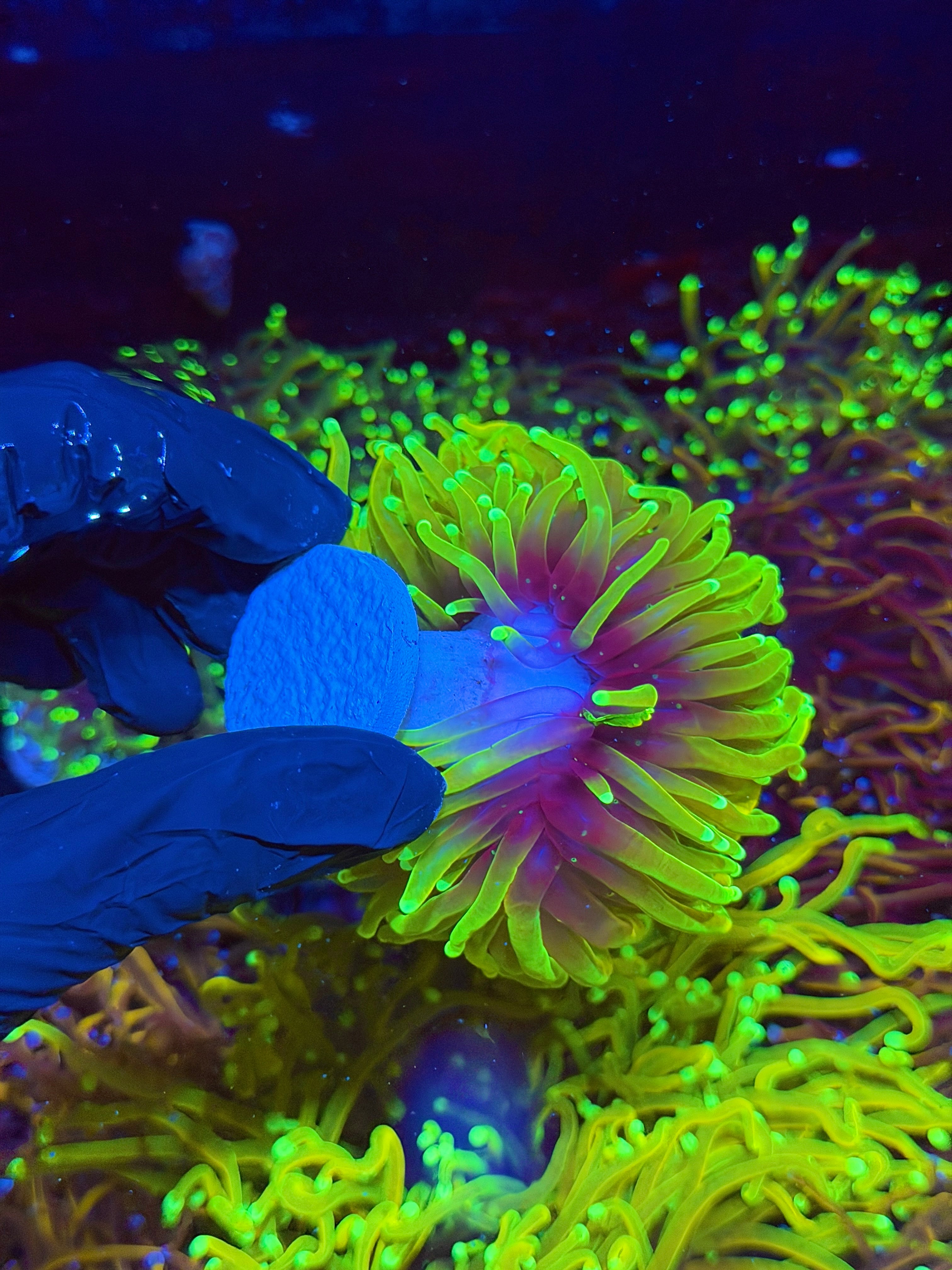JEA Hellfire Torch Coral Cluster XXXL Splitting to 3