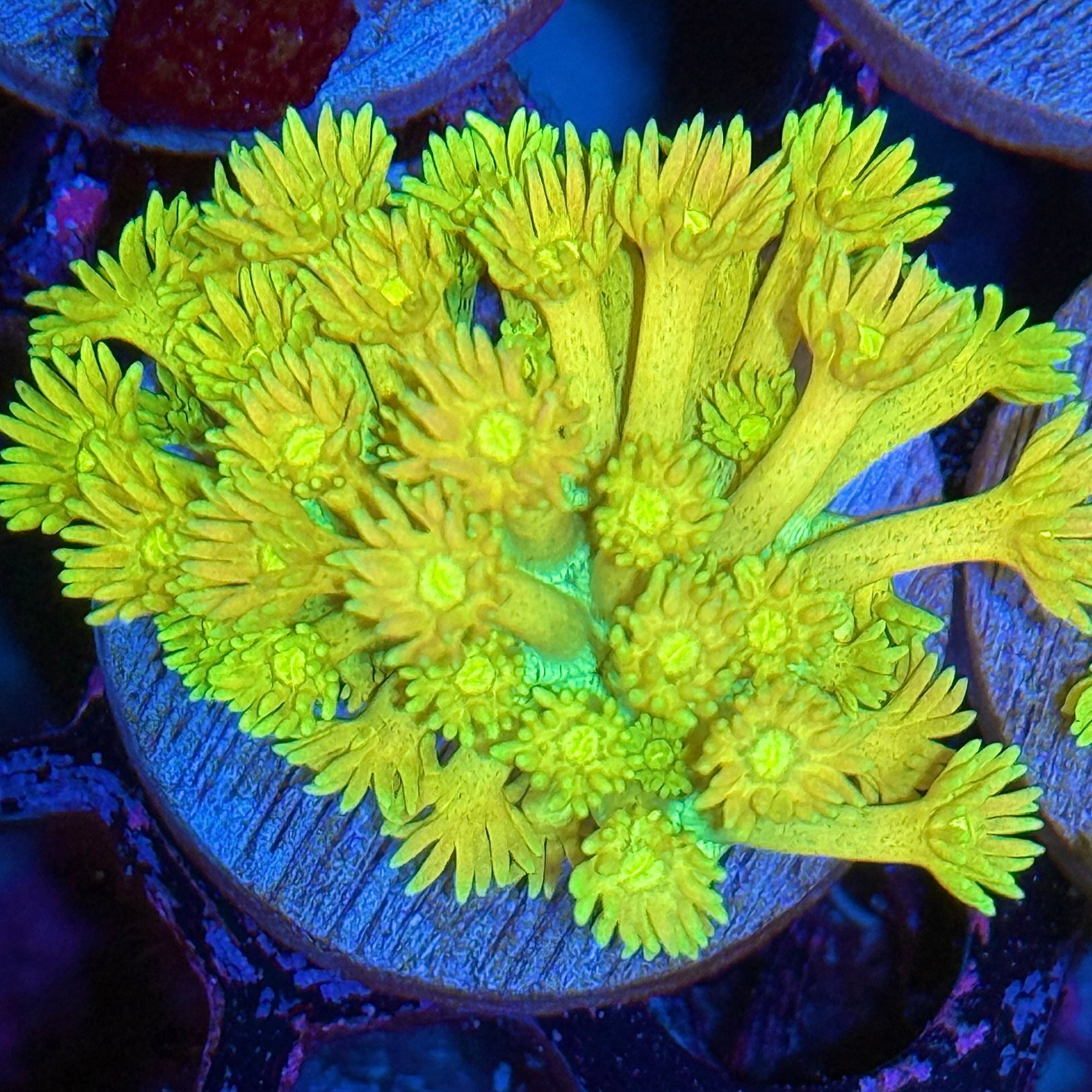 JEA Pikachu Goniopora Coral XL