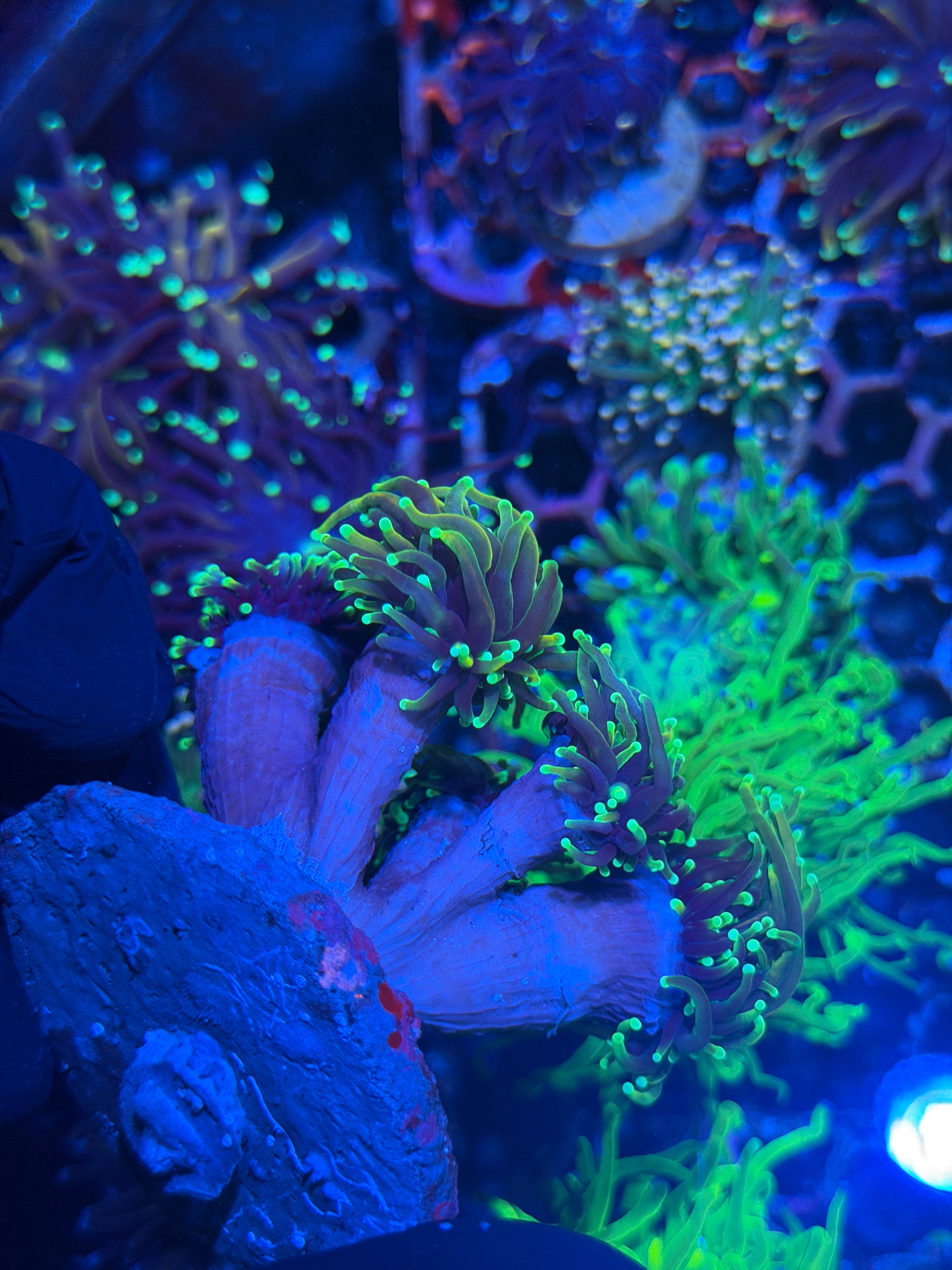 JEA Dragon Soul Torch Coral Colony 6 Heads XL 7/31