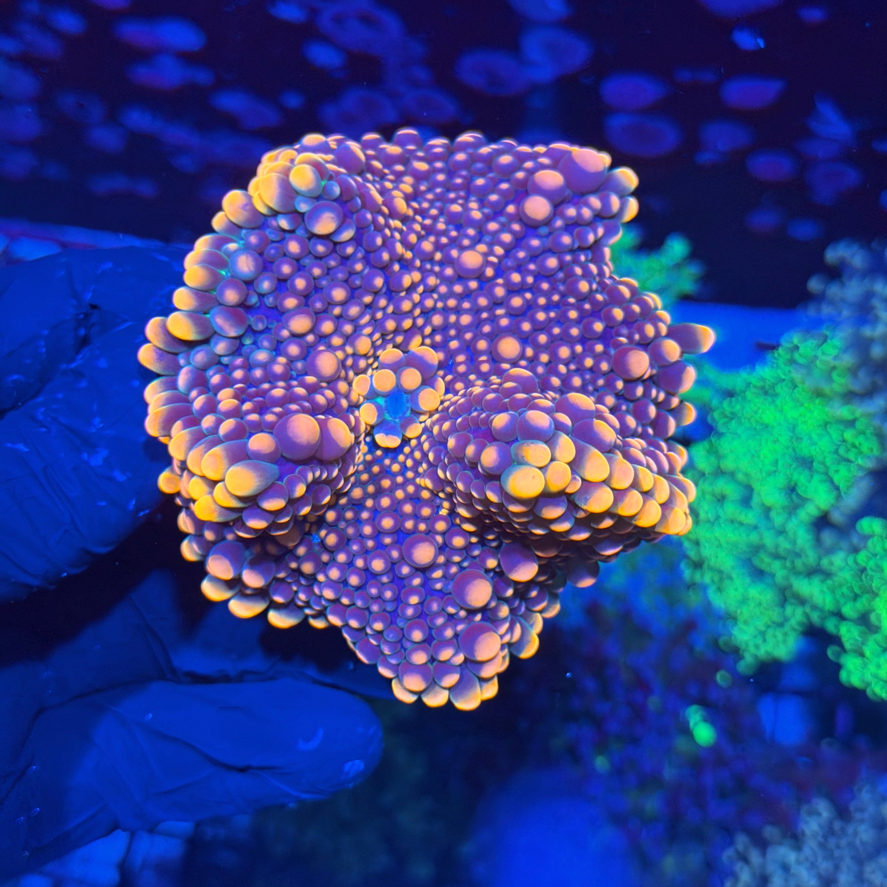 JEA Double Bubble Yuma Mushroom Coral XXXL 6/4