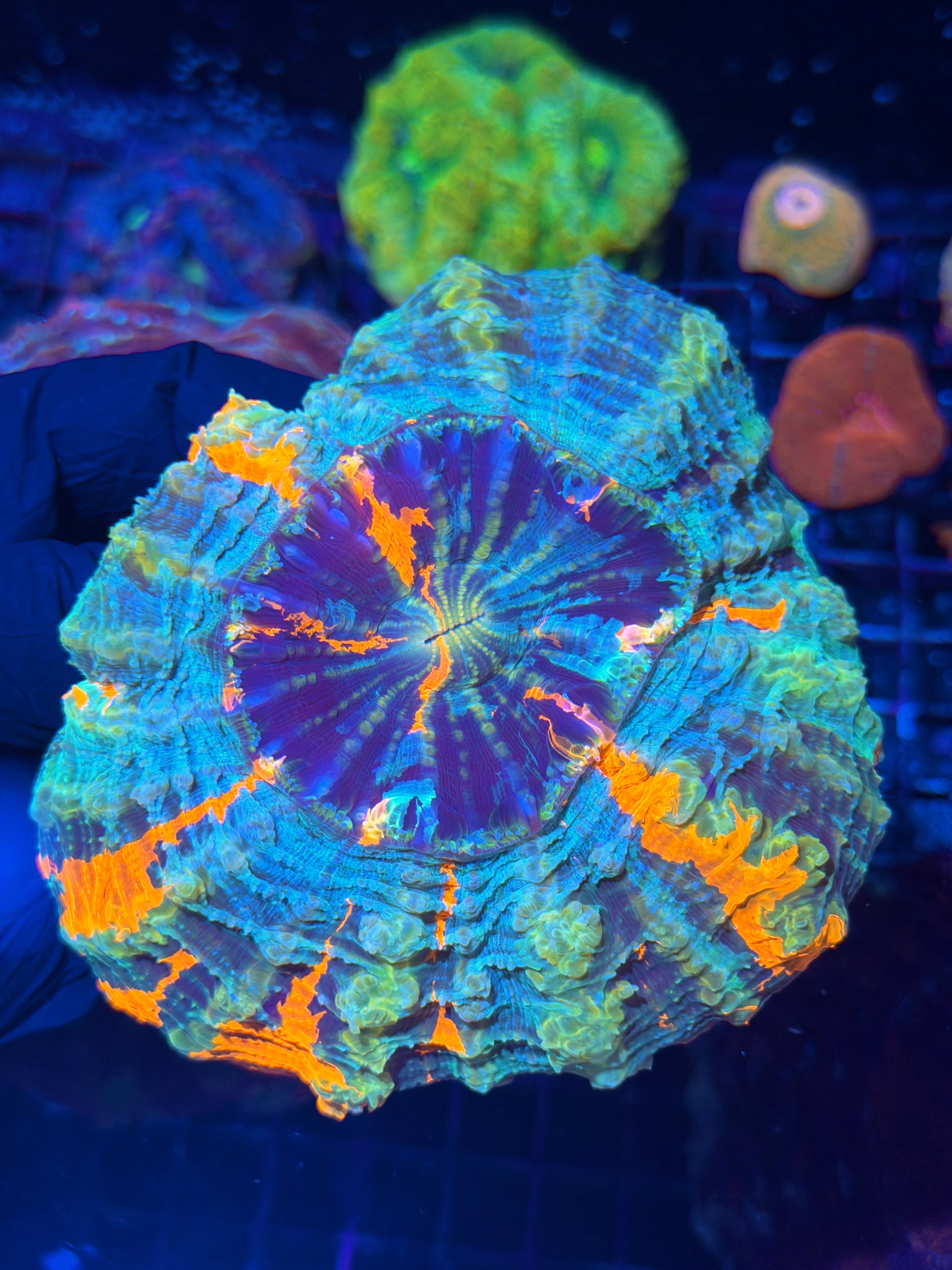Insane Striped Acanthophyllia Meat Coral Show Piece