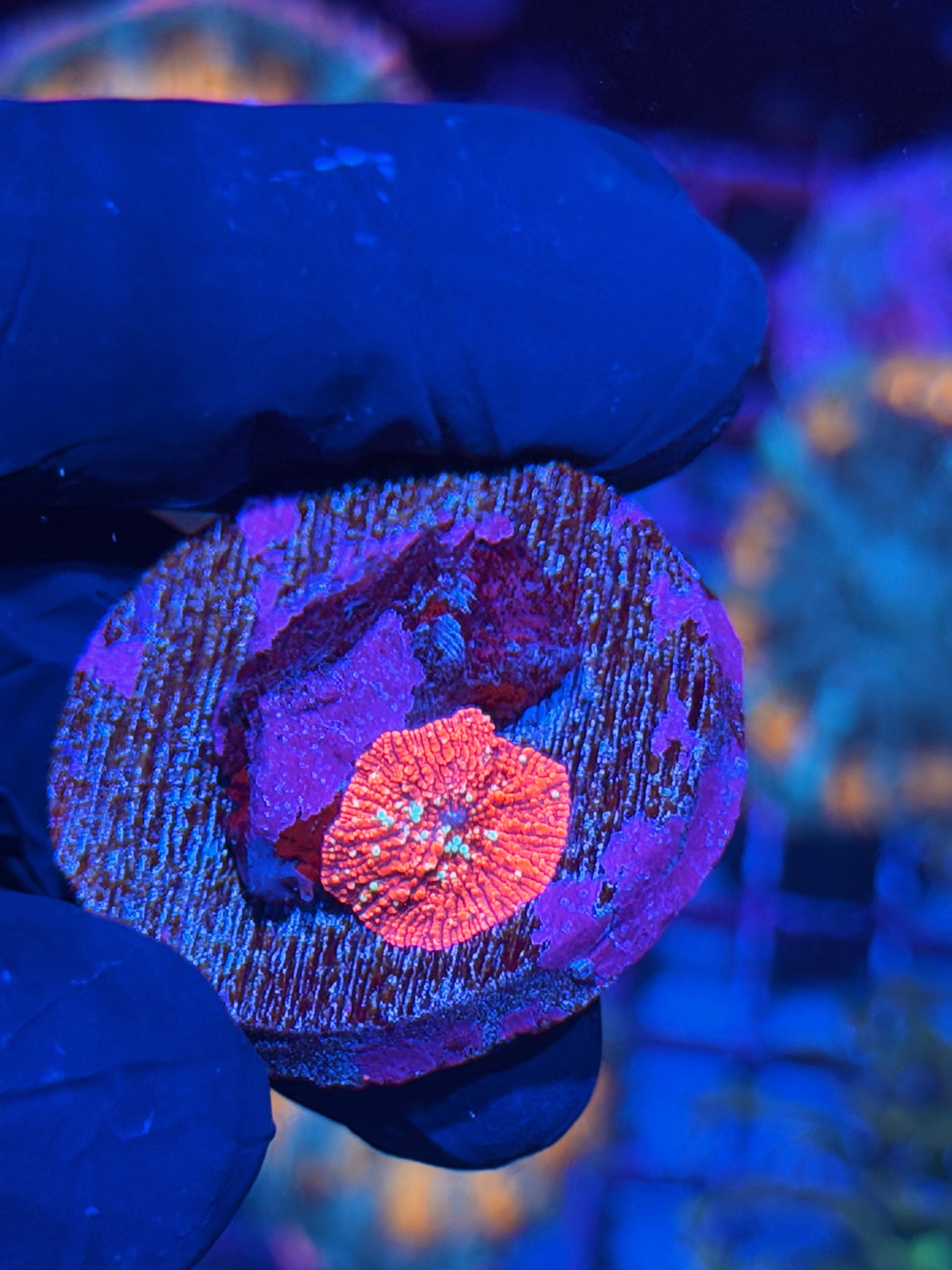 JEA Red Devil Jawbreaker Mushroom Coral 7/22