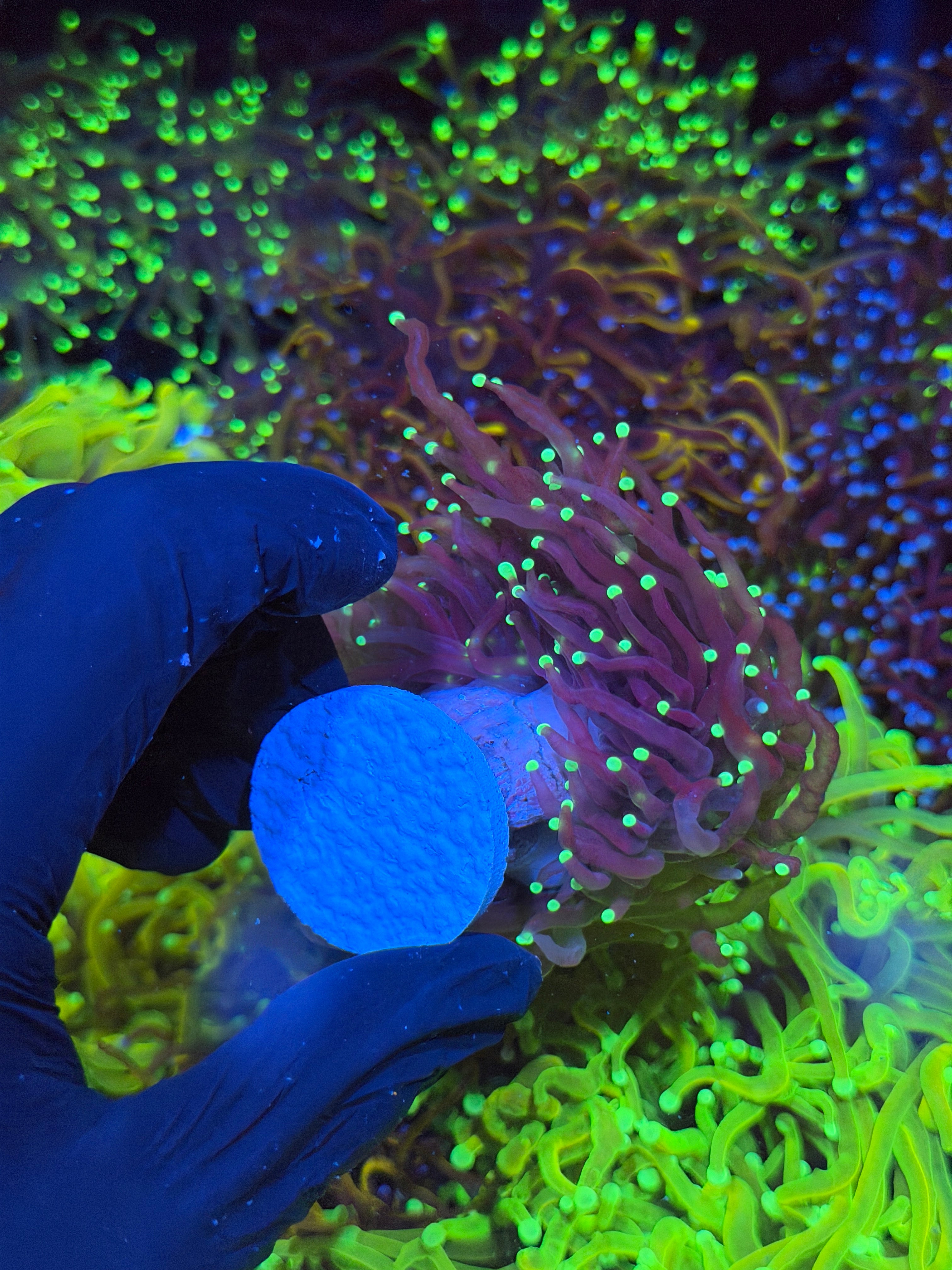 JEA Black Widow Torch Coral 2 XXXL Heads Splitting to 3 *New Release* 7/10