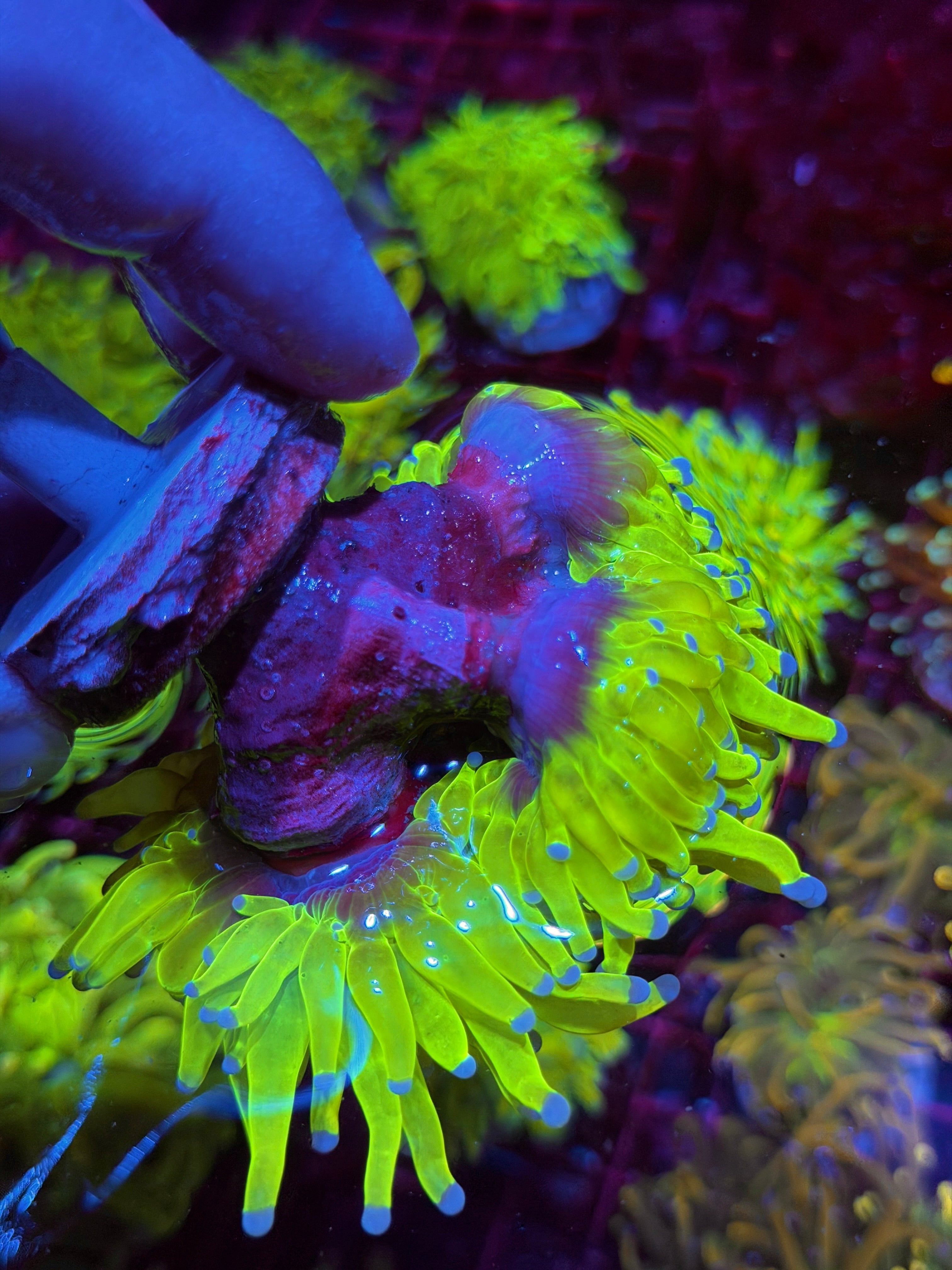 JEA 24K Holy Grail Torch Coral Mini Colony Cluster XXXL Show Piece 6/4