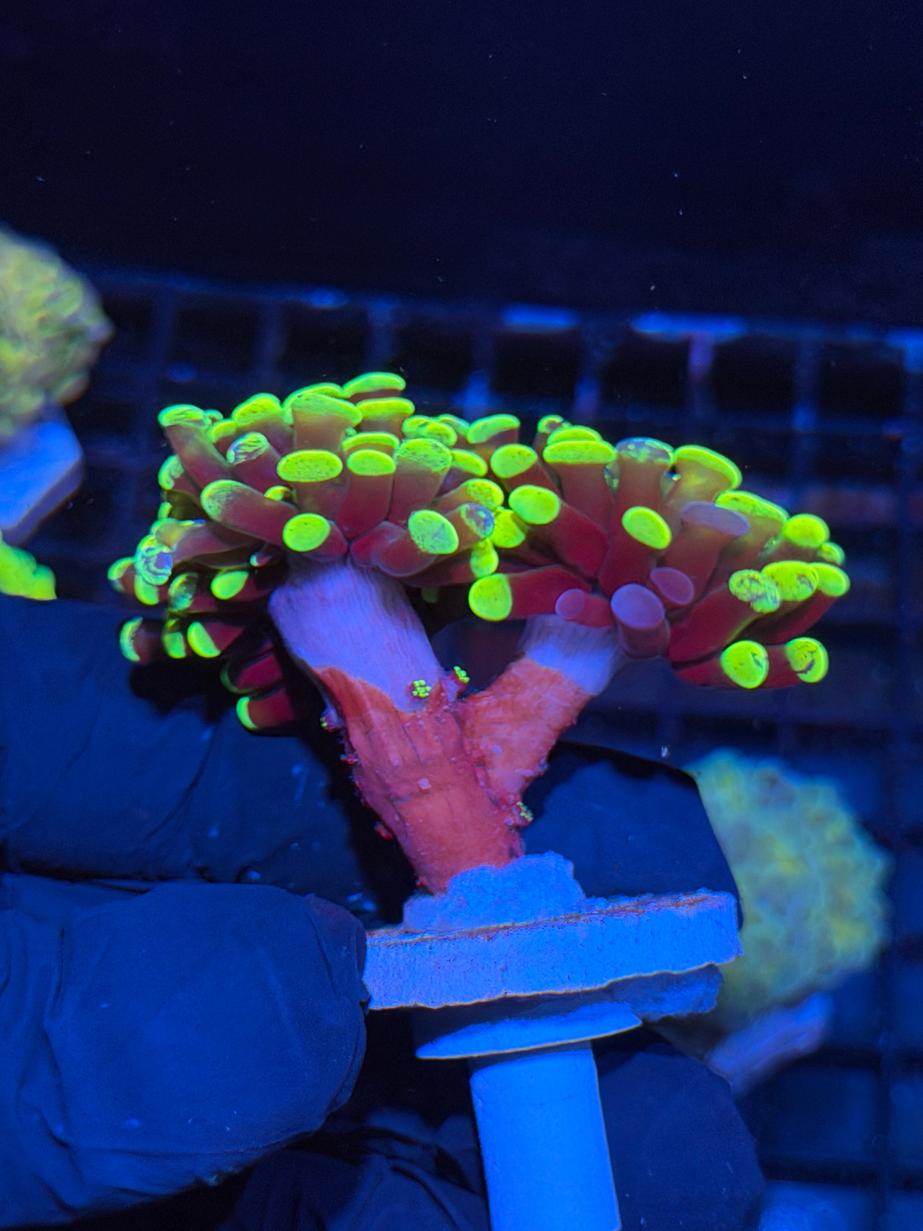 JEA Zeus Wrath Grafted Hammer Coral XXL 2 Heads 5+ Babies on Stalk 6/3