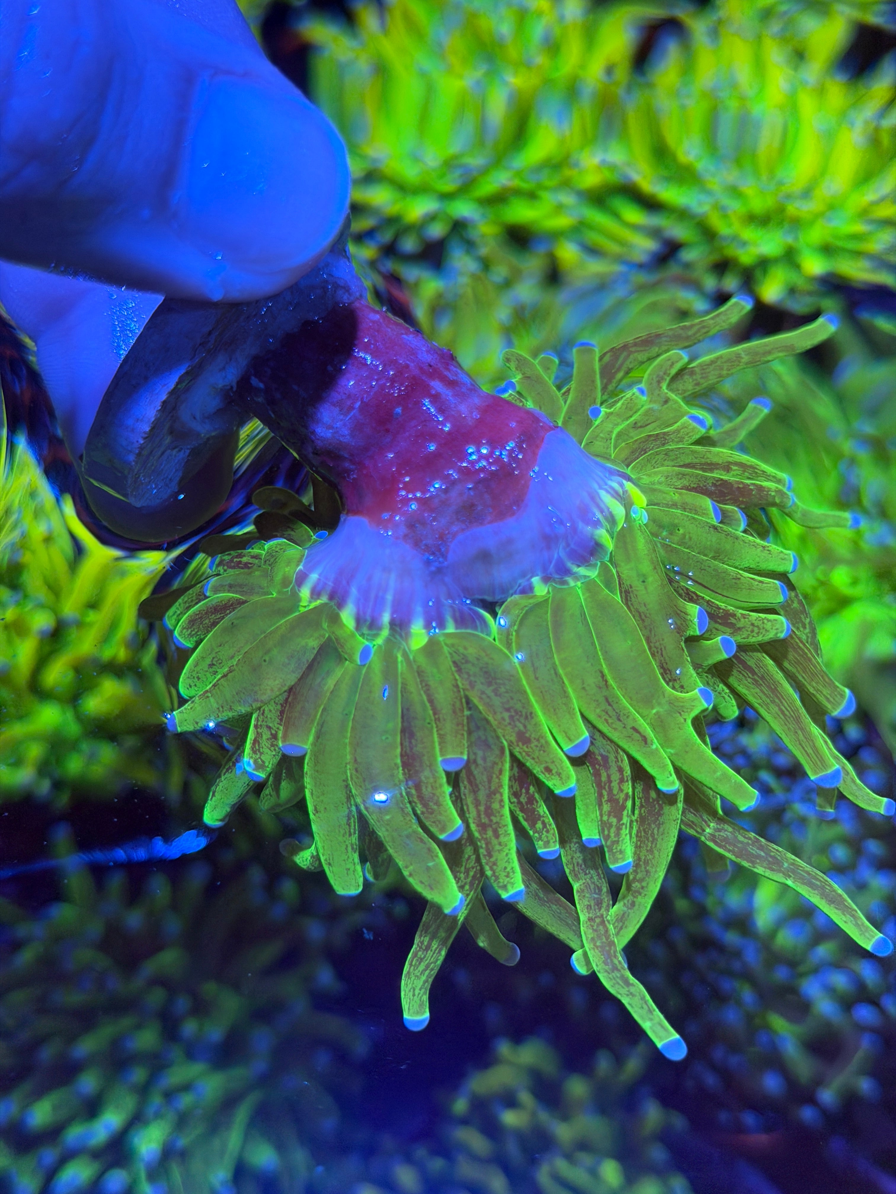 JEA Grafted Glitter Holy Grail Torch Coral 2 Heads Splitting XXL 11/28