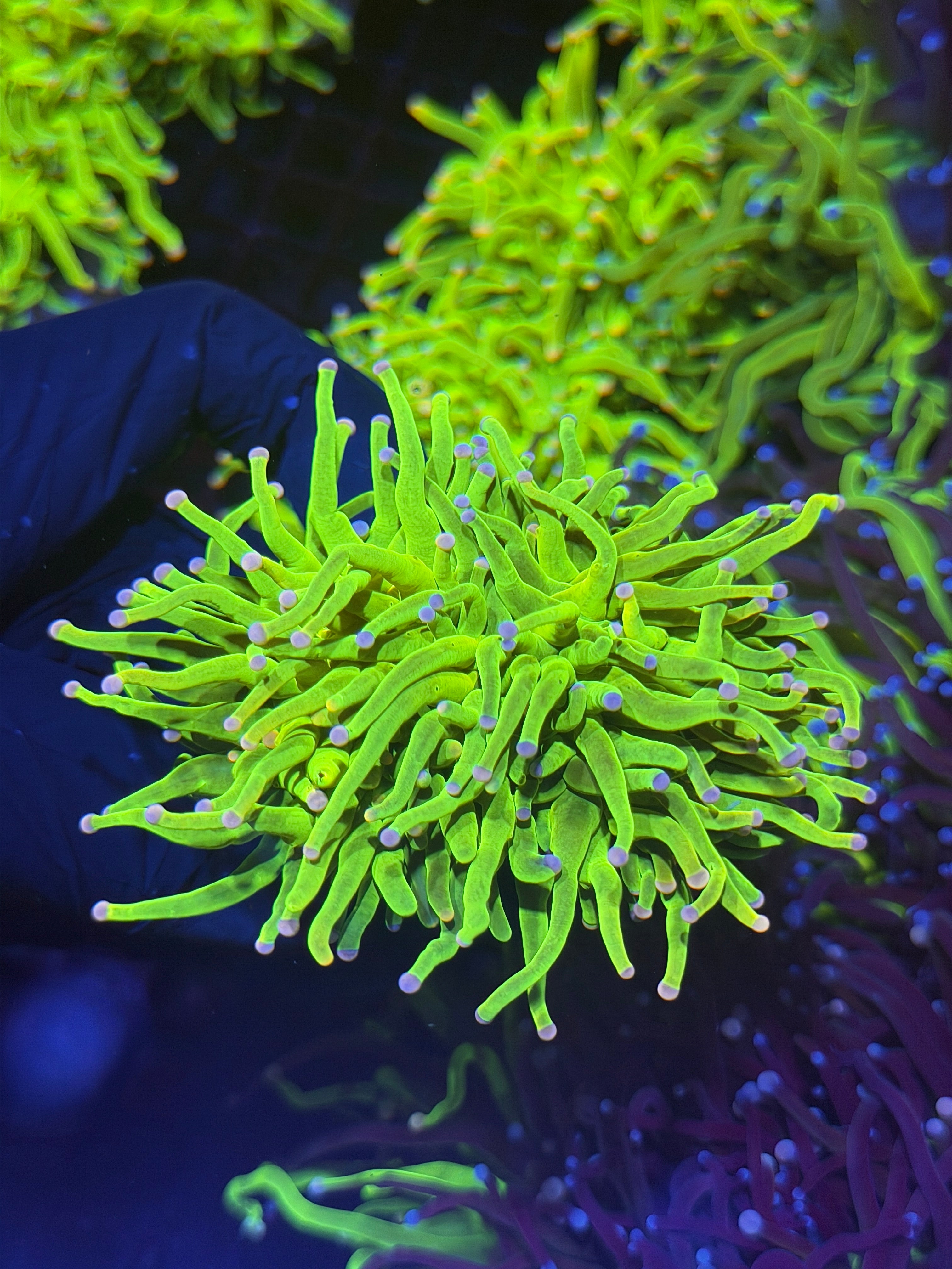 JEA Drama Queen Holy Grail Torch Coral 2 Heads XXL Show Size (Purple Tips)