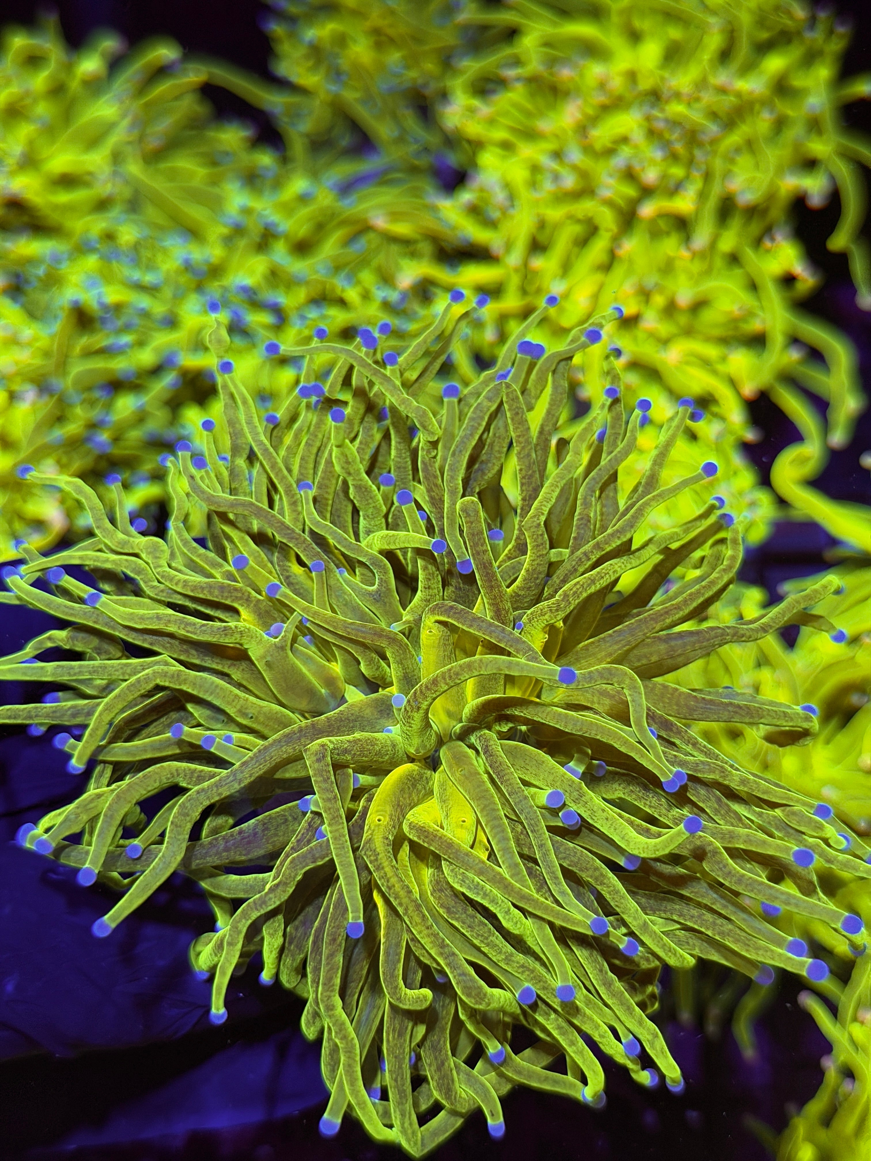 JEA Glitter Holy Grail Torch Coral 2 Heads XXL