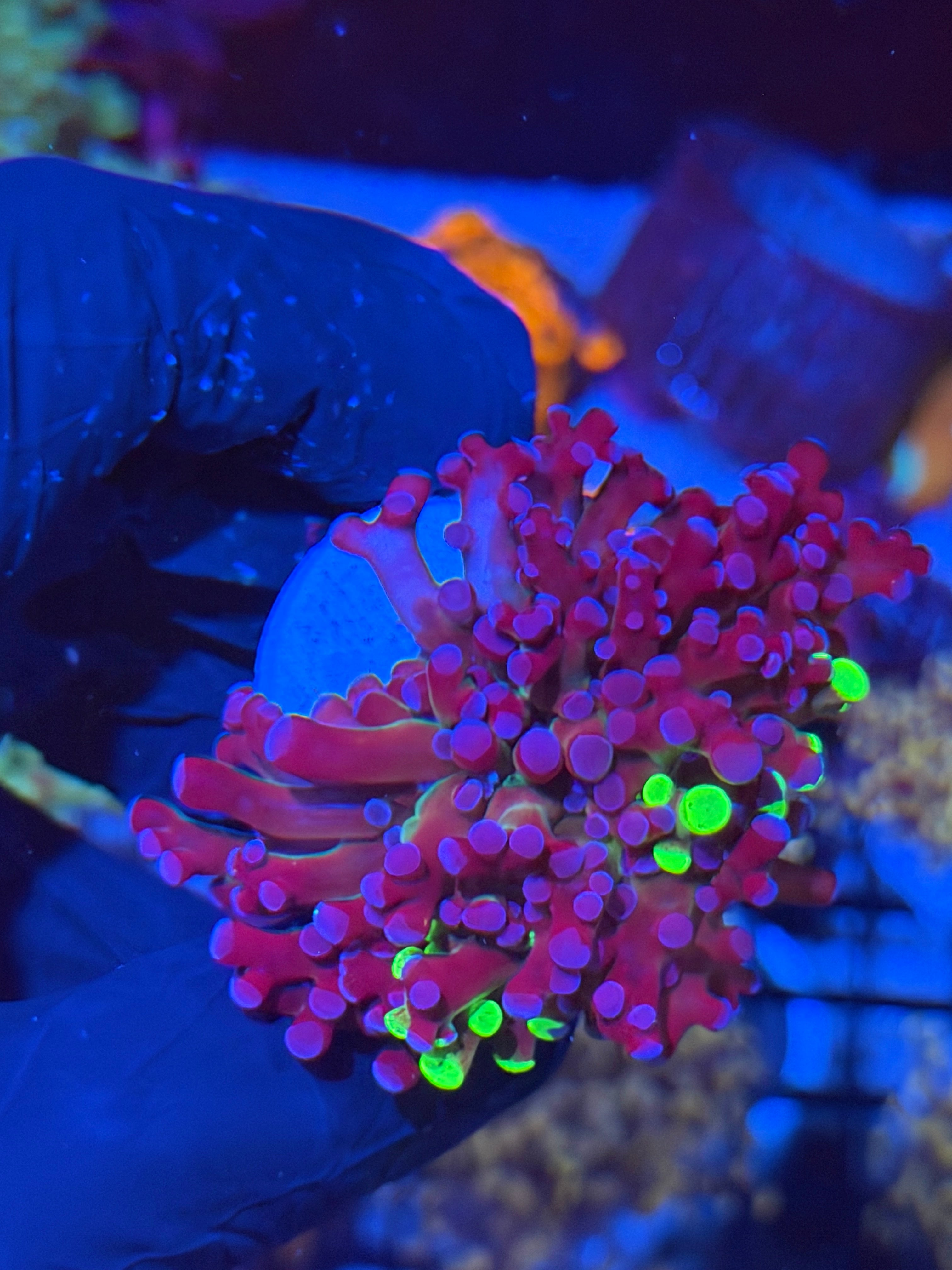 JEA Mardi Gras Grafted Frogspawn Coral 1 XL Head 7/15