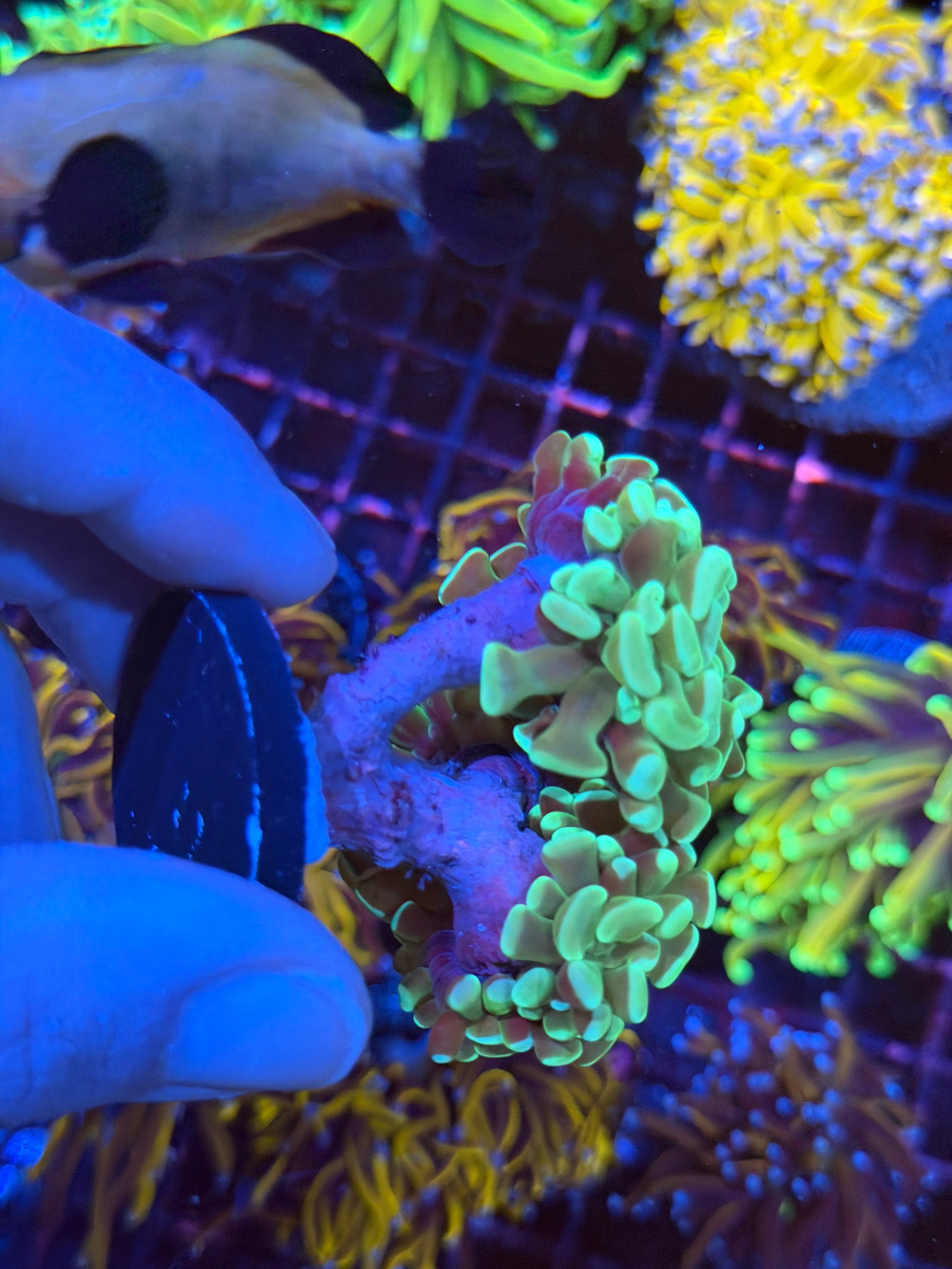 JEA Green Apple Hammer Coral Mini Colony XL 2/24