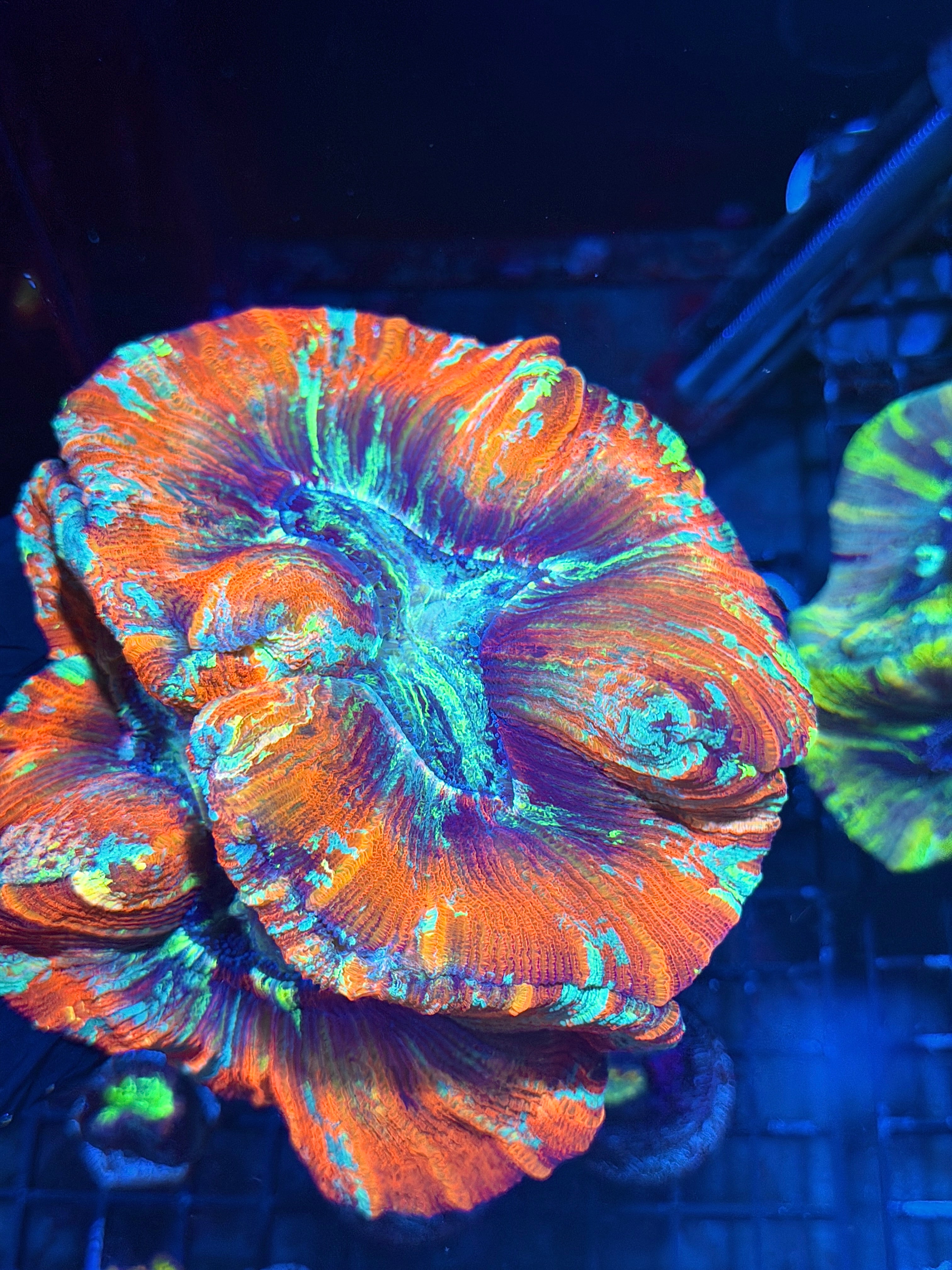 Red / Rainbow Trachyphyllia Meat Coral XXL Show Size 8/1