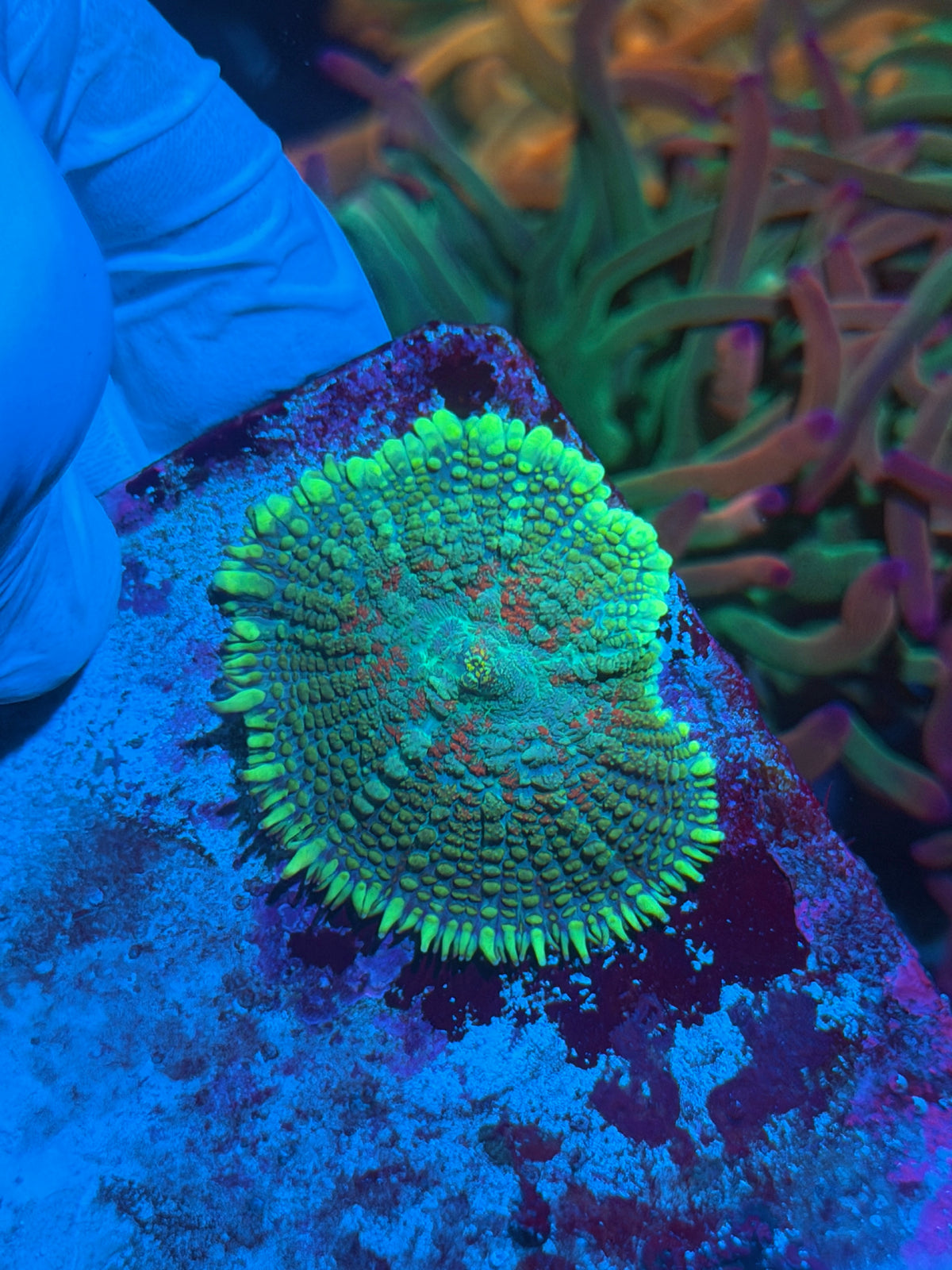 JEA Monster Mash Mushroom Coral XL 10/21
