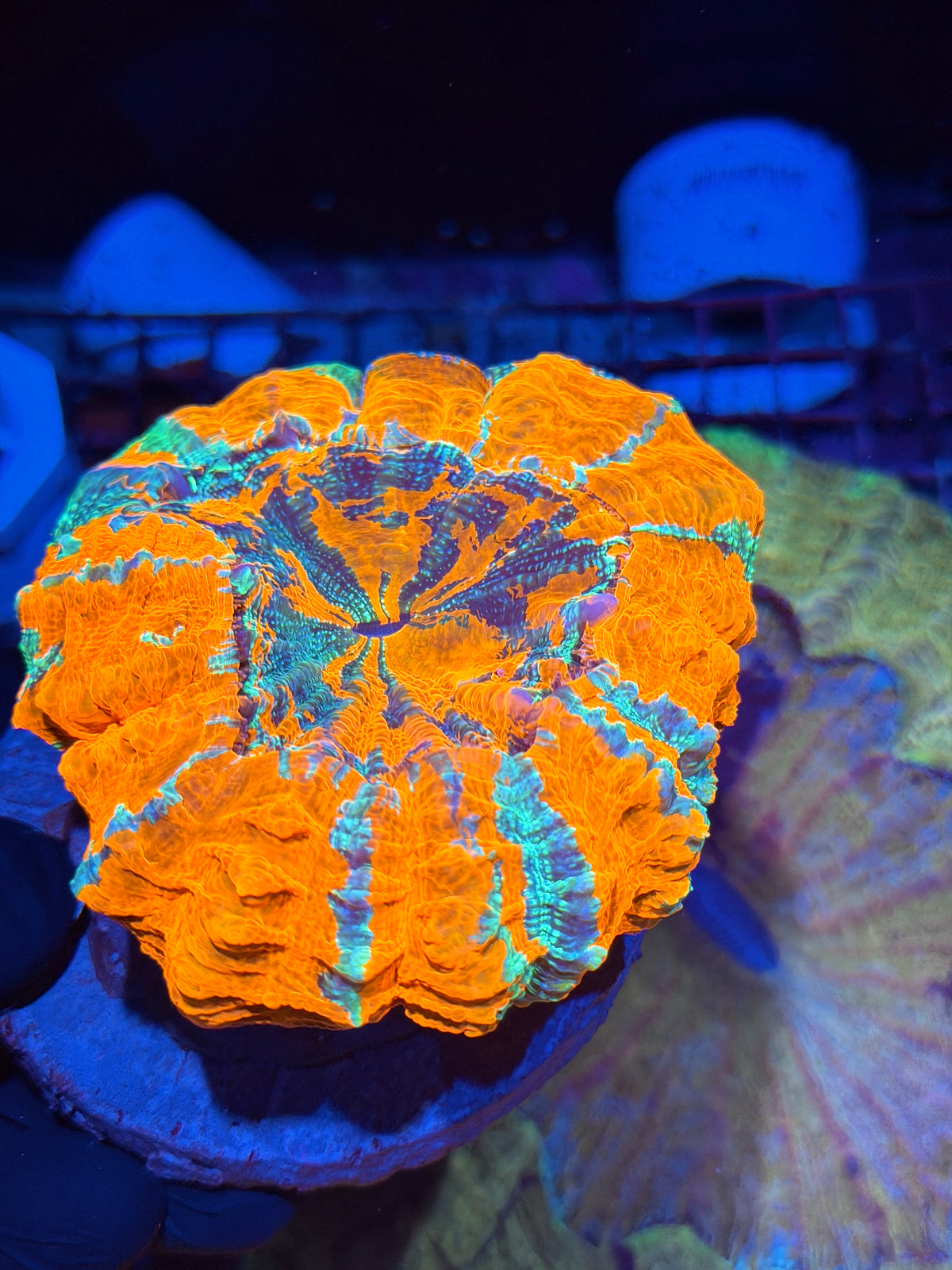 Insanely Bright Striped Acanthophyllia Meat Coral Show Piece 9/21