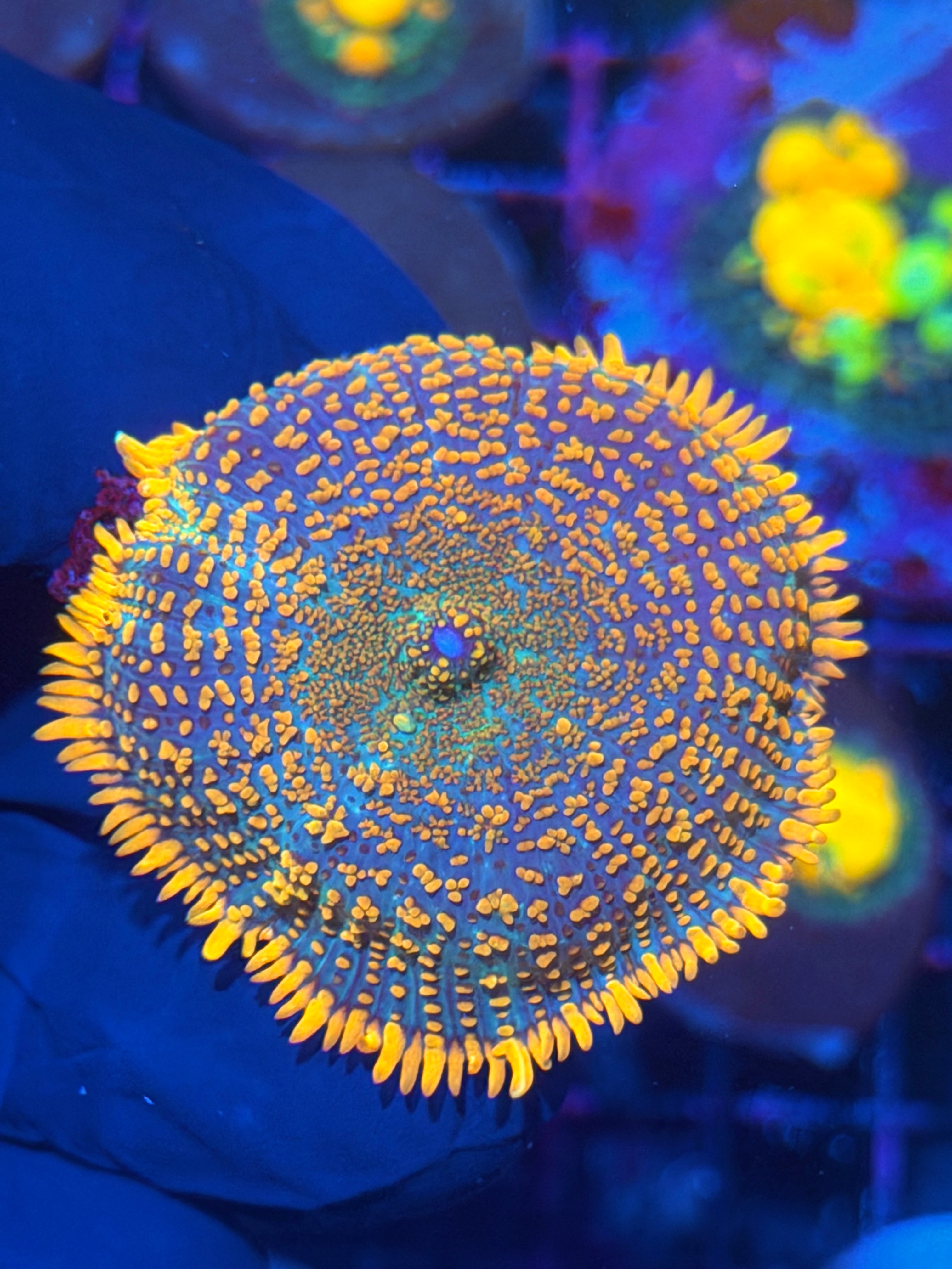 JEA Tequila Sunset Mushroom Coral XL 11/28