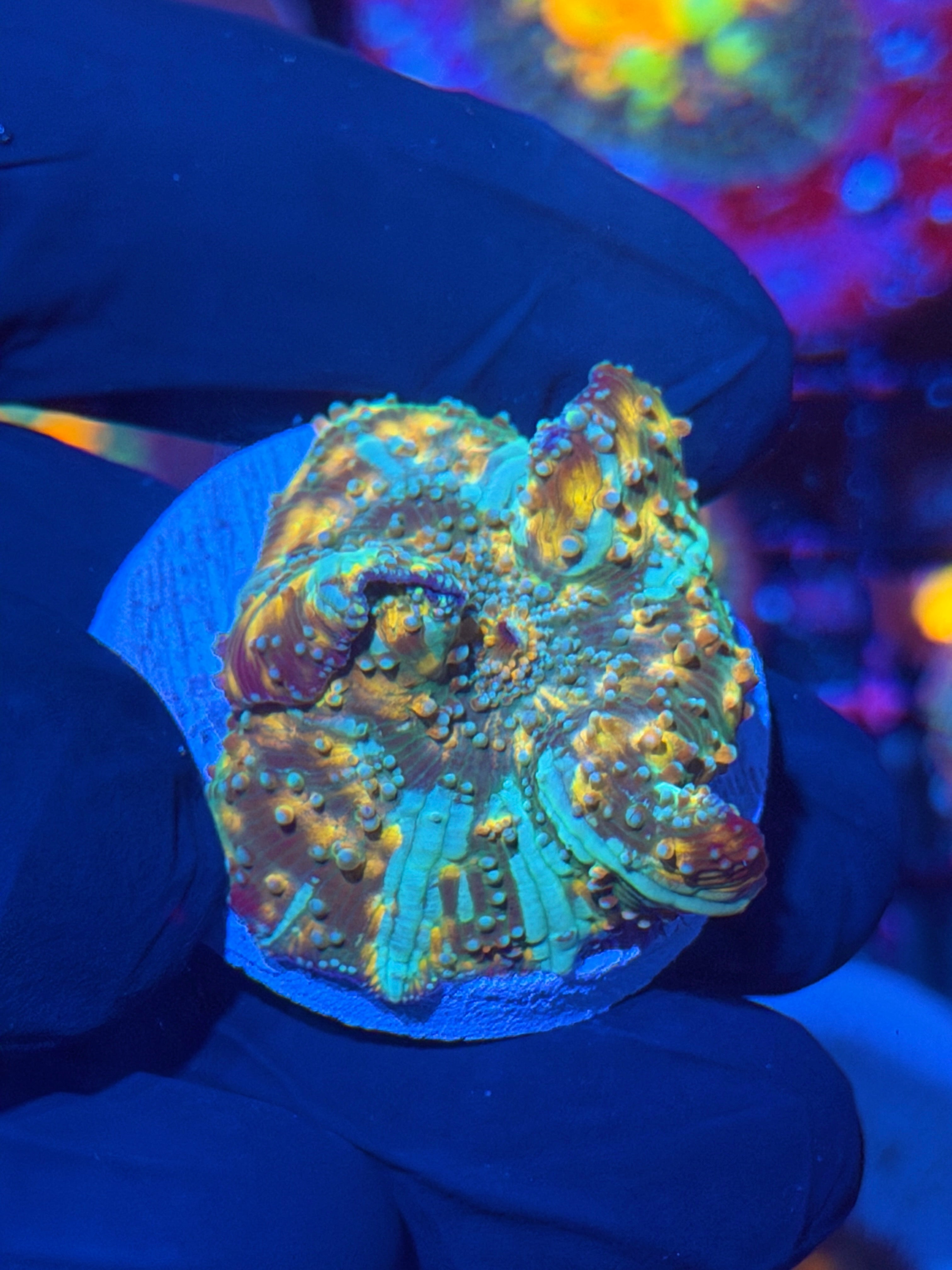 JEA Interstellar Discosoma Mushroom Coral Bouncing XXL 12/1