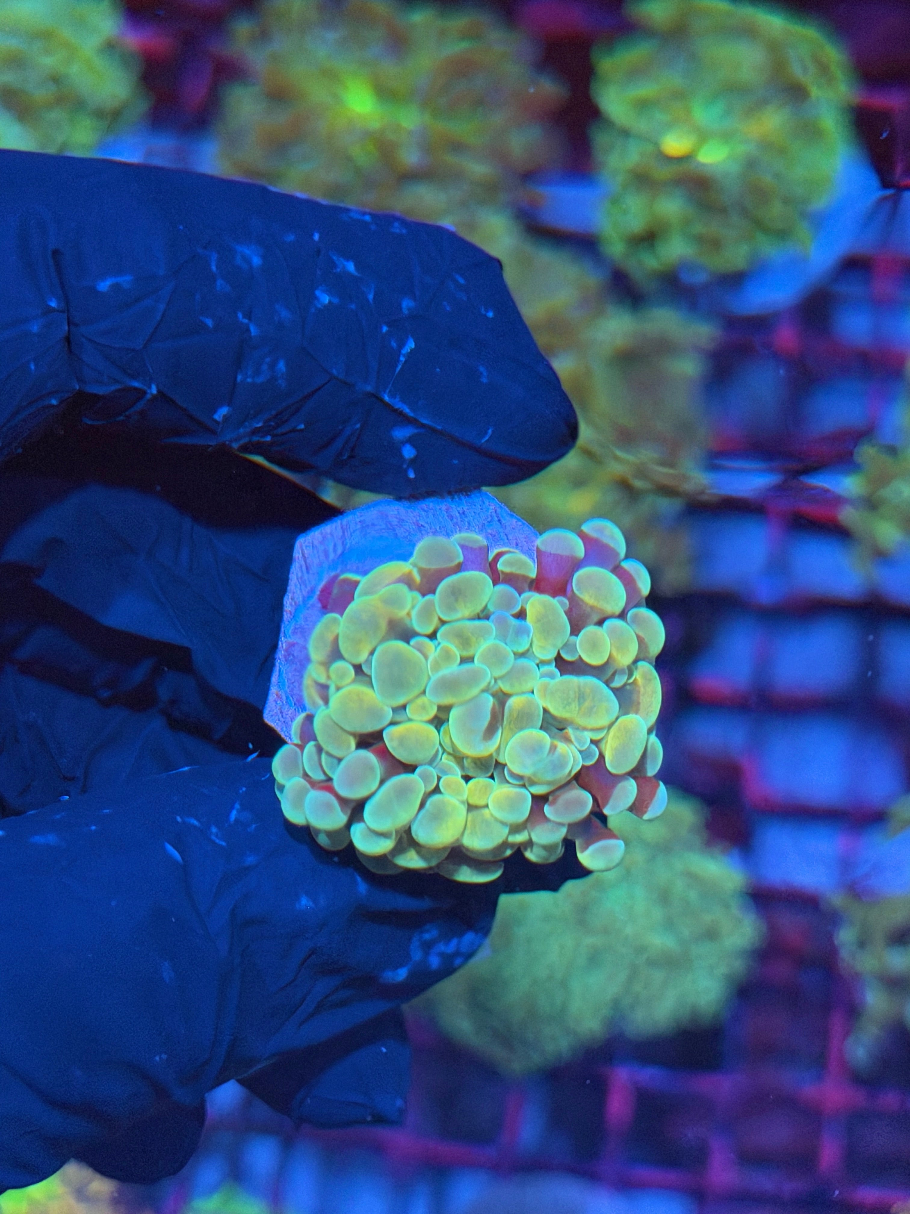 JEA Rainbow Fusion Hammer Coral 1 Head 7/31