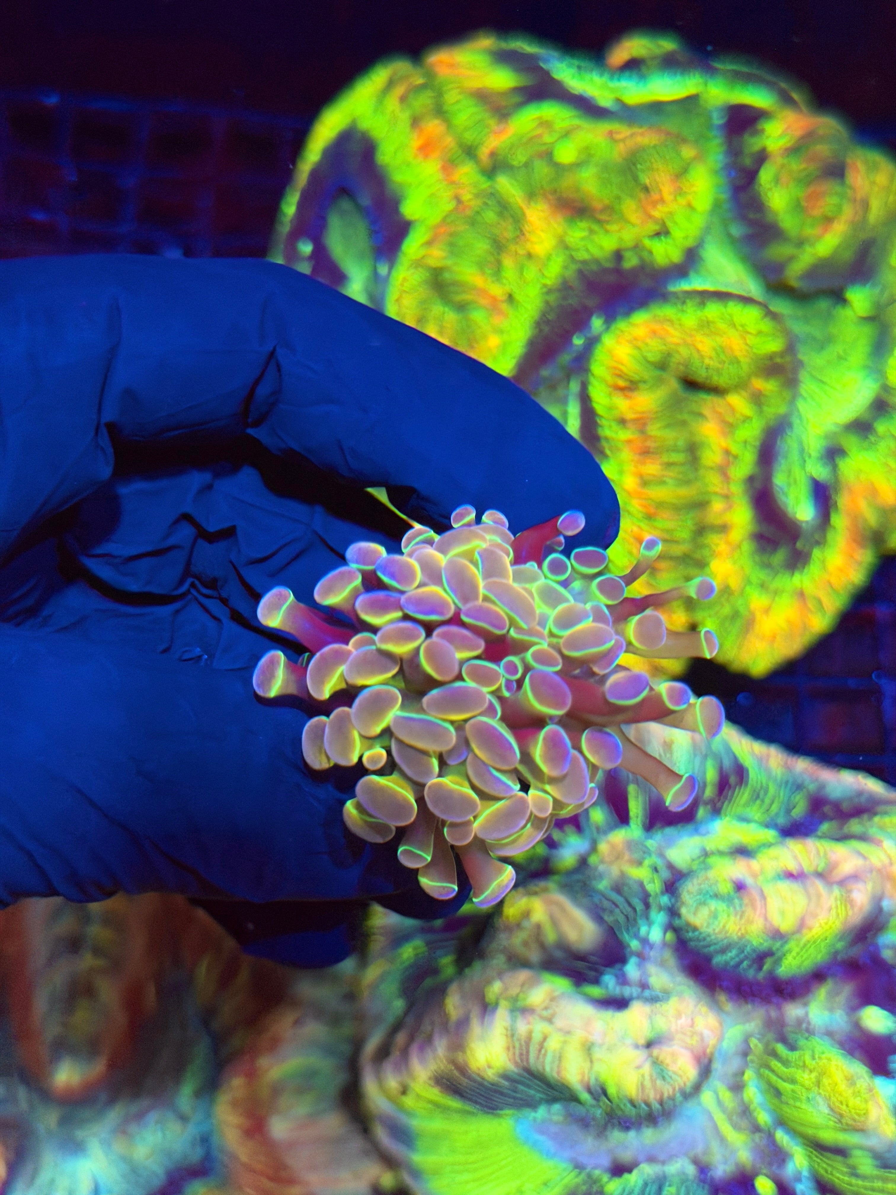 JEA Rainbow Dreams Hammer Coral 1 XL Head Splitting
