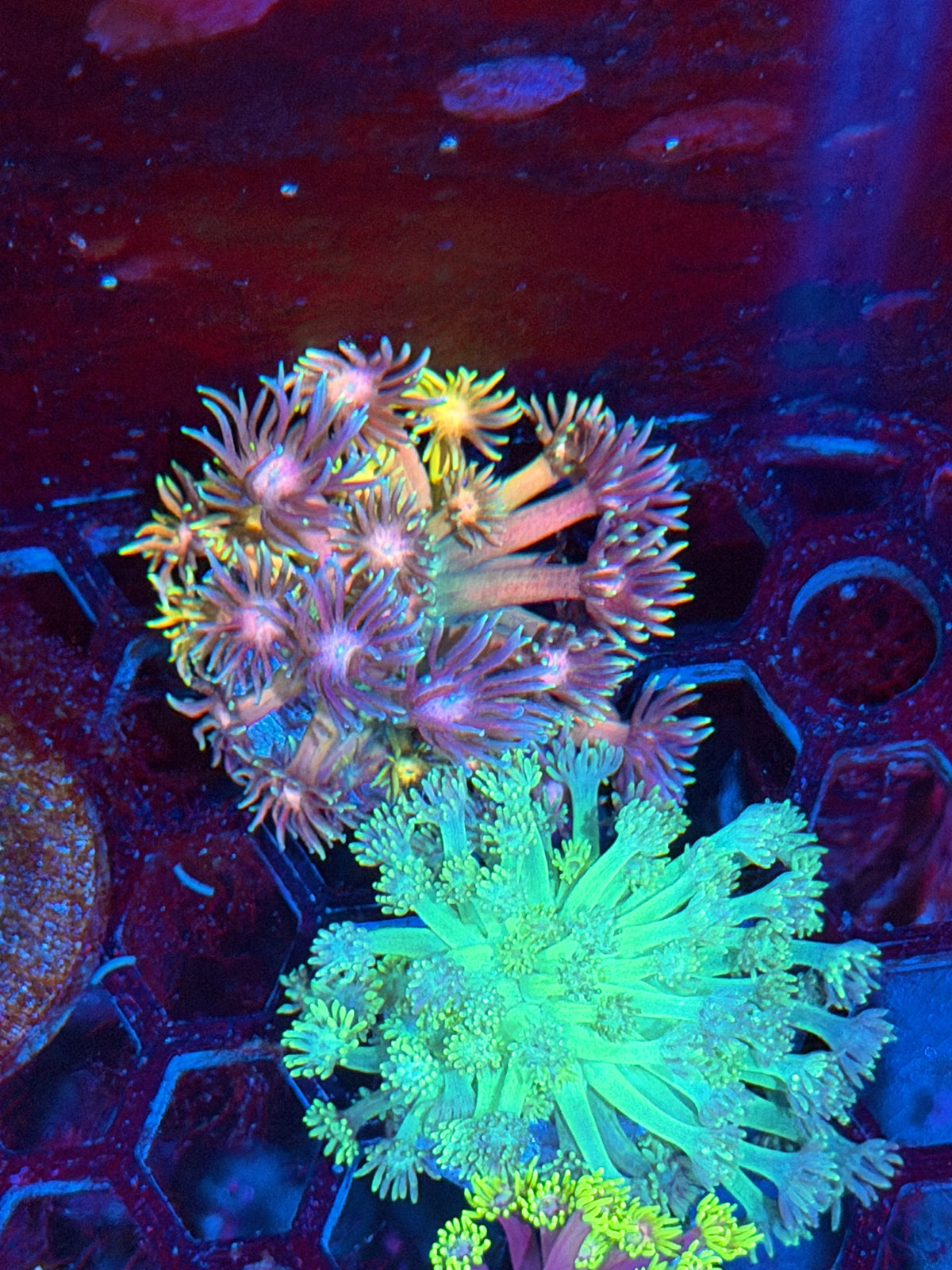 JEA Acid Trip Goniopora Coral 10/20