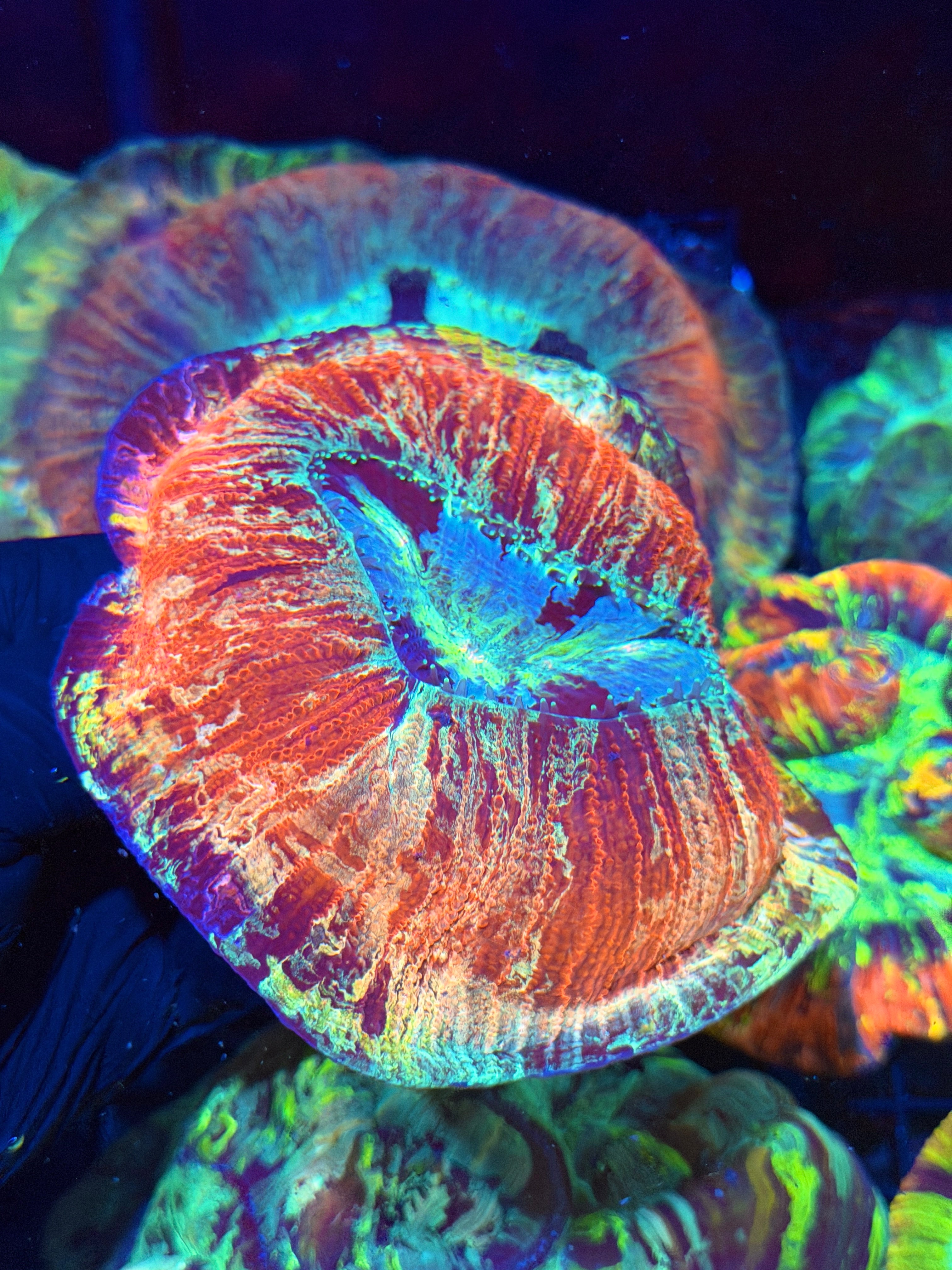 Insane Rainbow Vietnam Trachyphyllia Meat Coral *RARE*