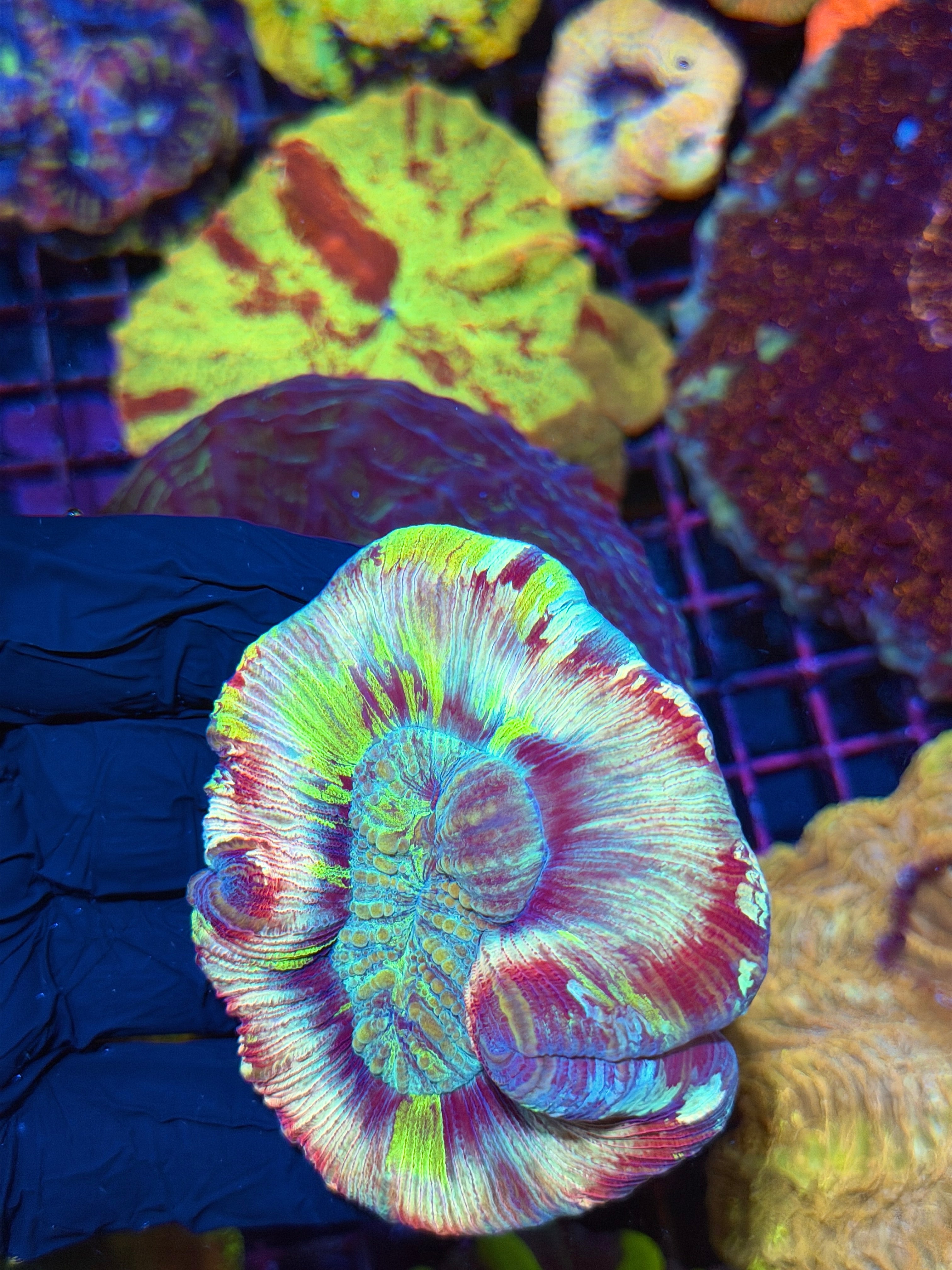 Psychedelic Rainbow Trachy Unique Show Piece