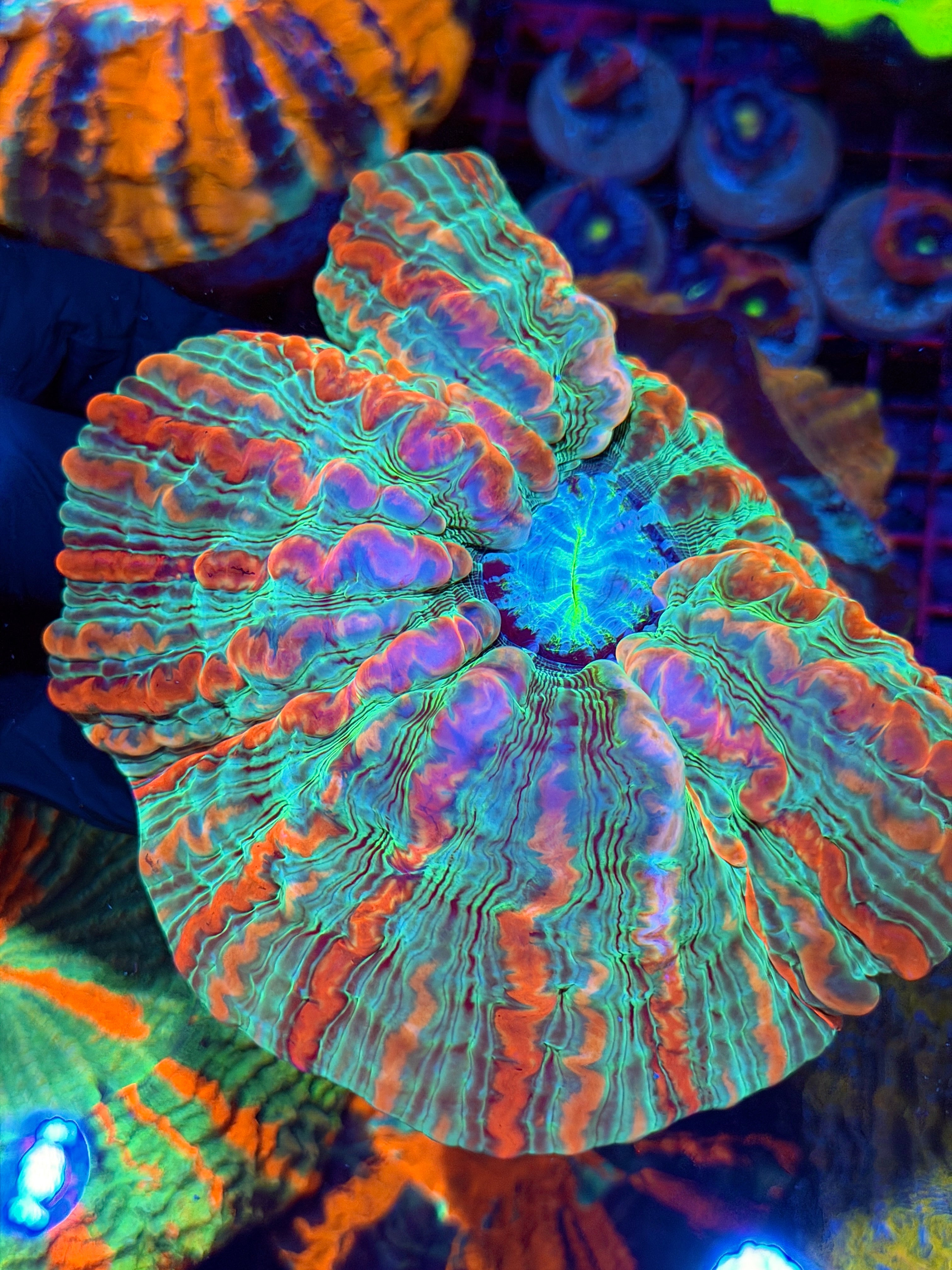 Insane Indophyllia Meat Coral 8/29