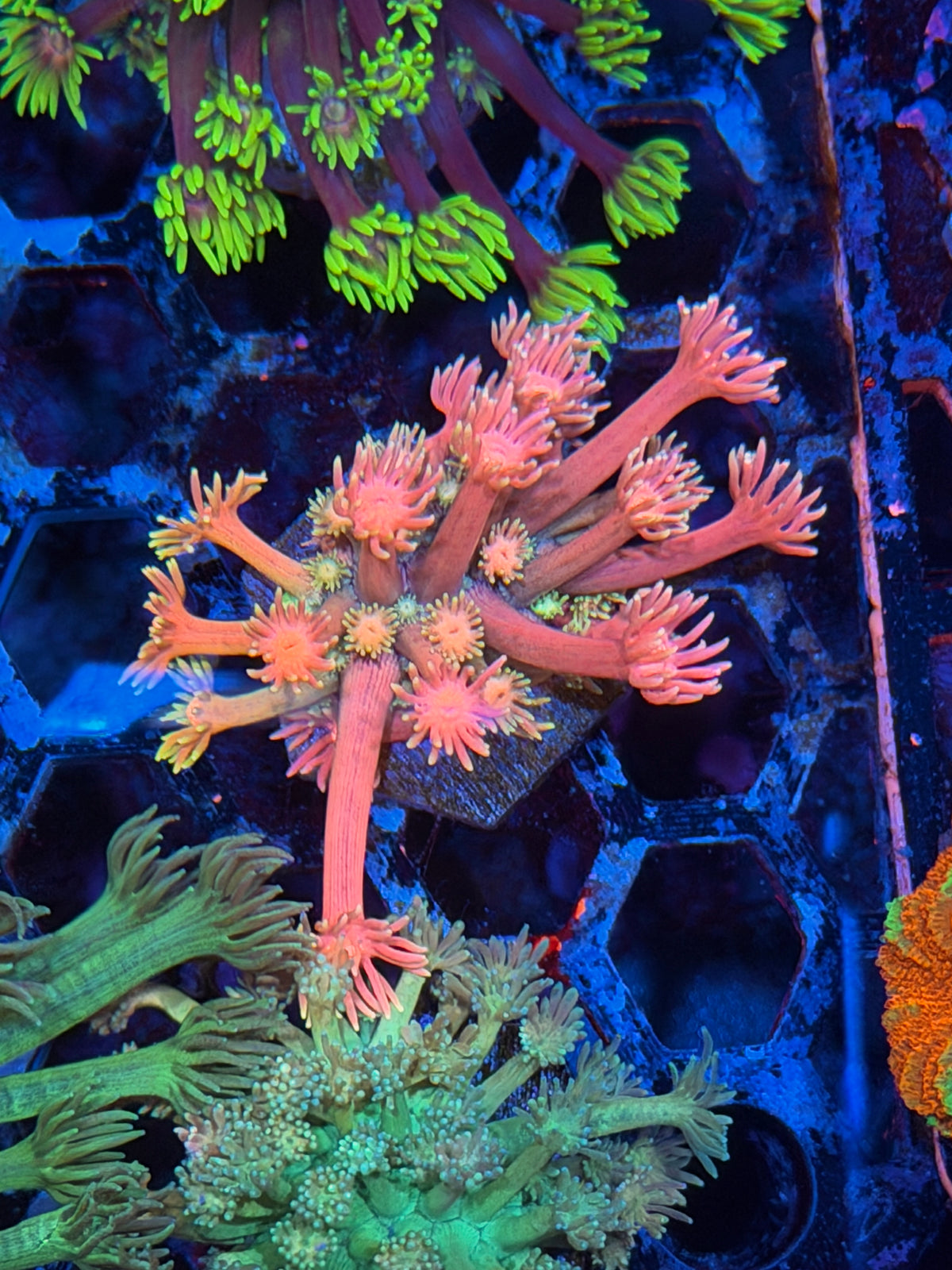 JEA Pink Panties Goniopora Coral