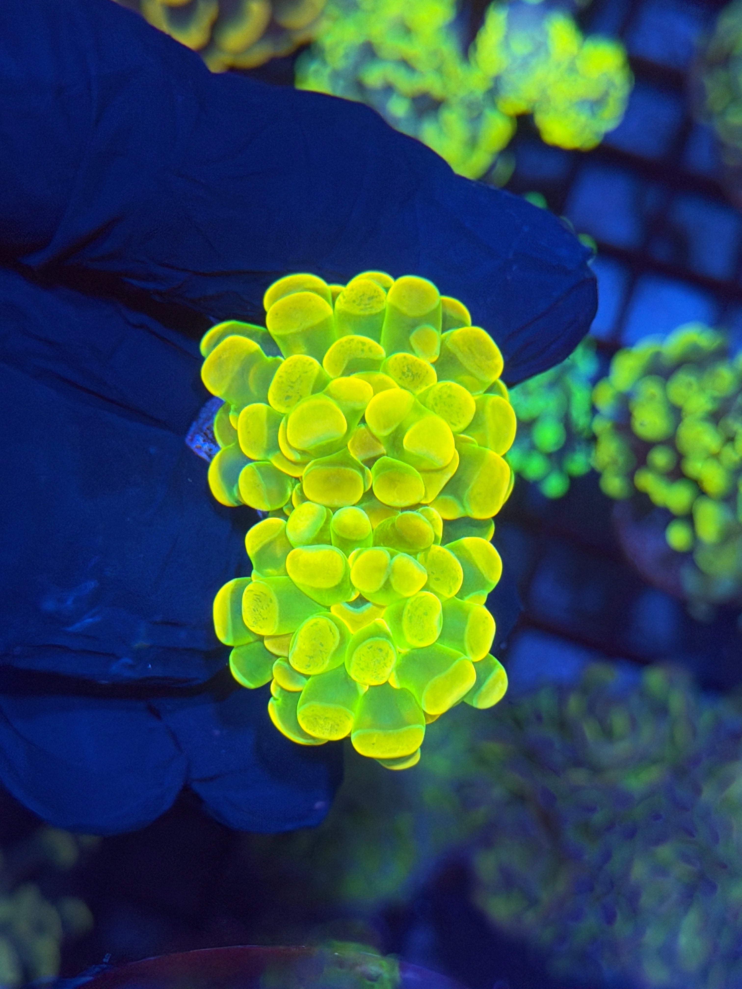 JEA Holy Grail Hammer Coral 2 Heads XL Insanely Bright 12/1