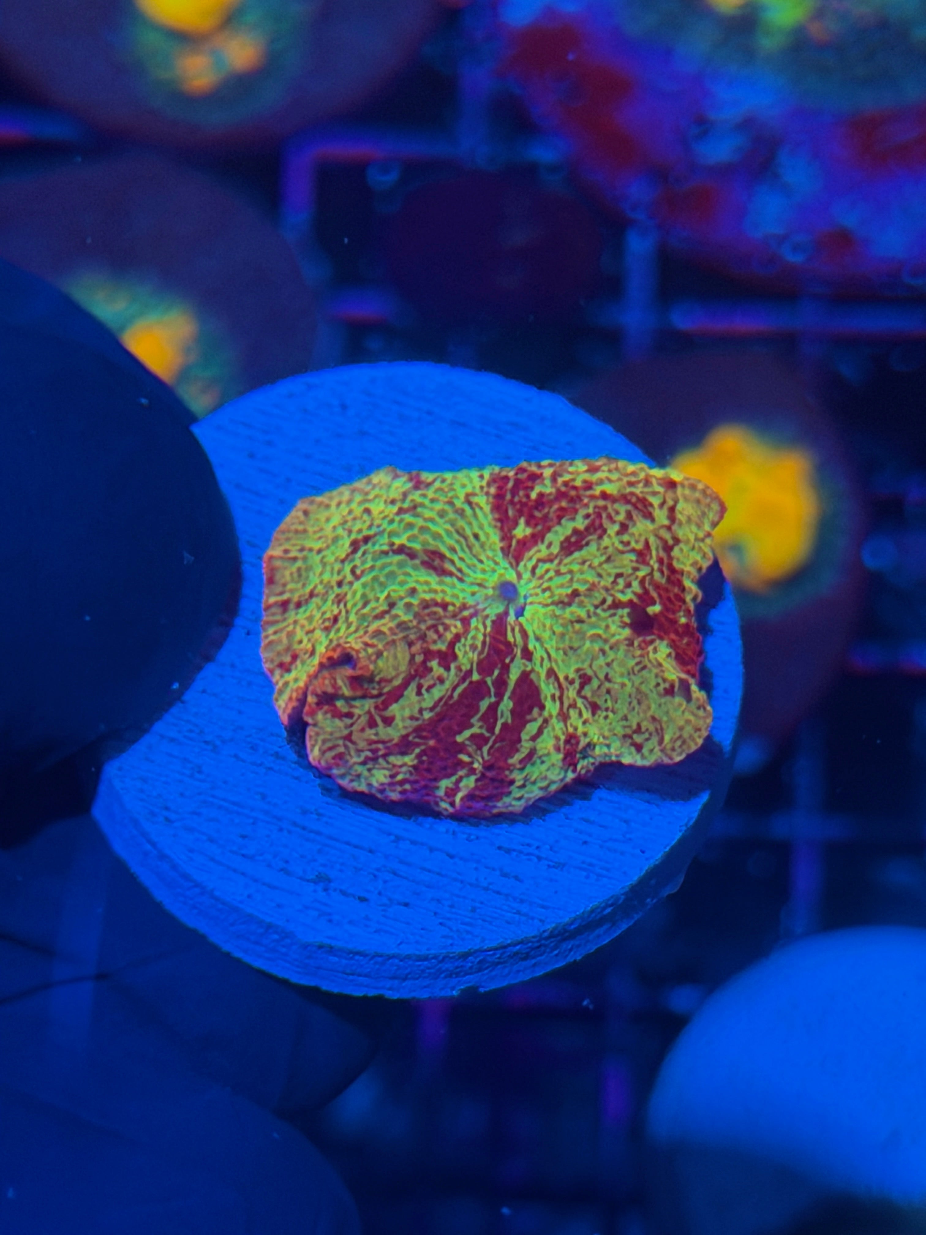 JEA Eclectus Mushroom Coral AQUACULTURED 12/1