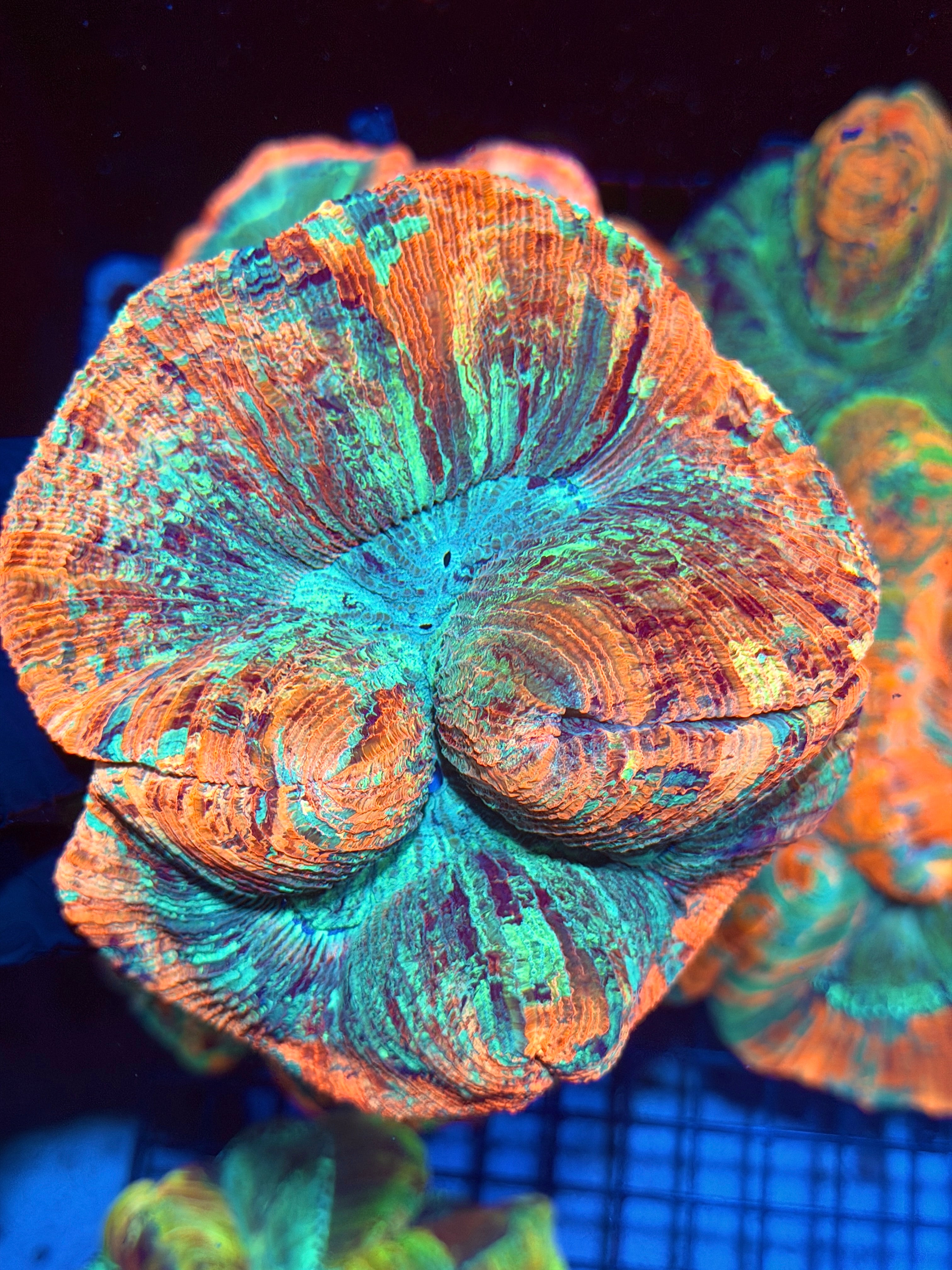 Rainbow Indo Trachyphyllia Meat Coral XXL 11/28