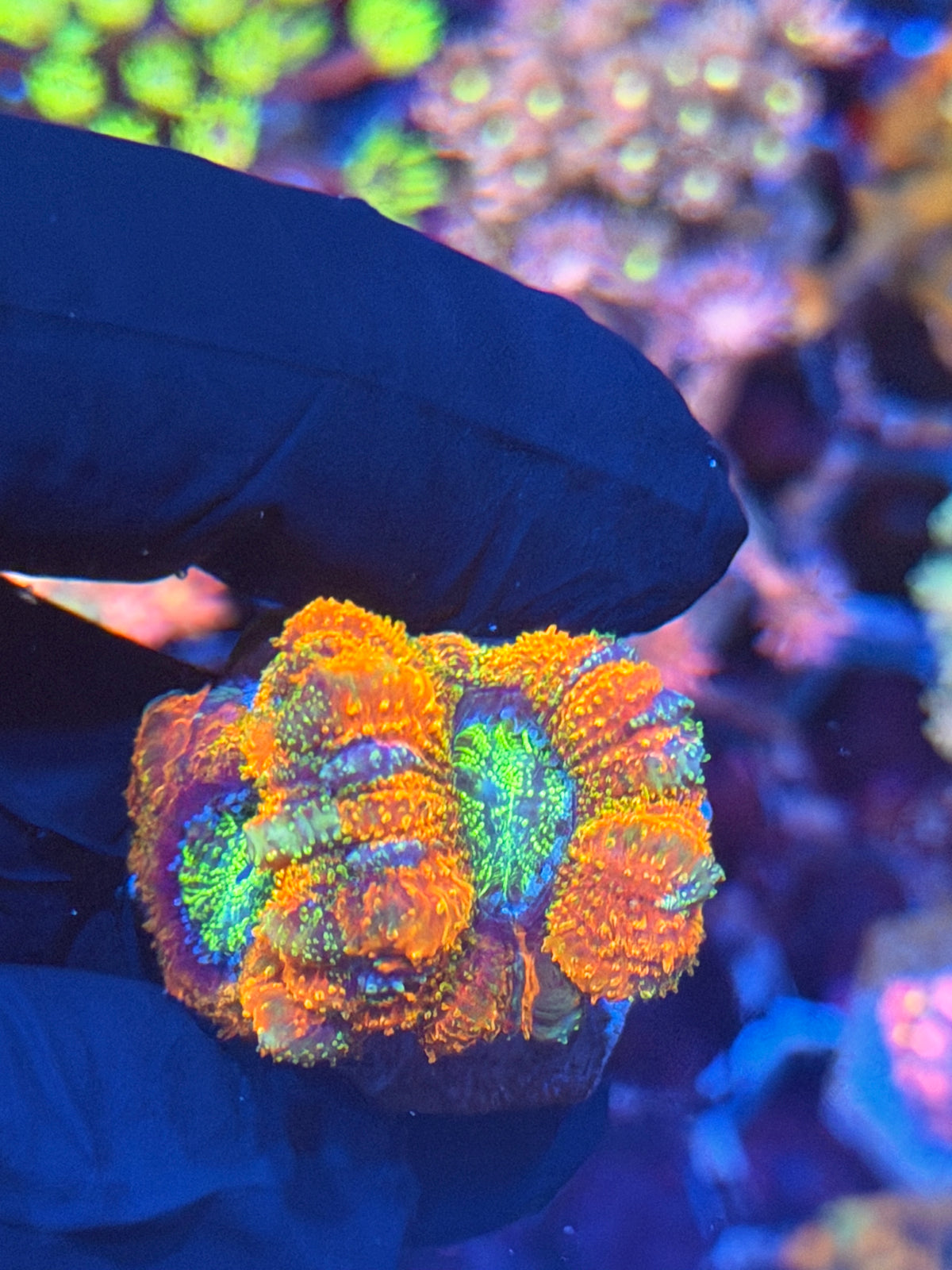 JEA Rainbow Nerds Asian Acans 2 Heads 9/28