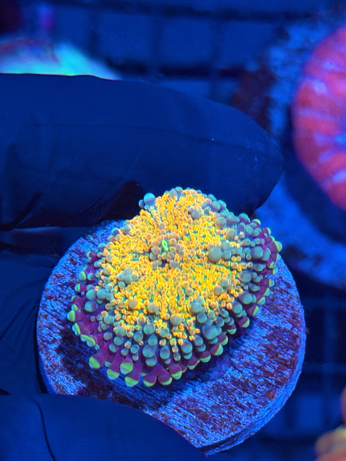 JEA Orange Galaxy Yuma Mushroom Coral XL 9/28